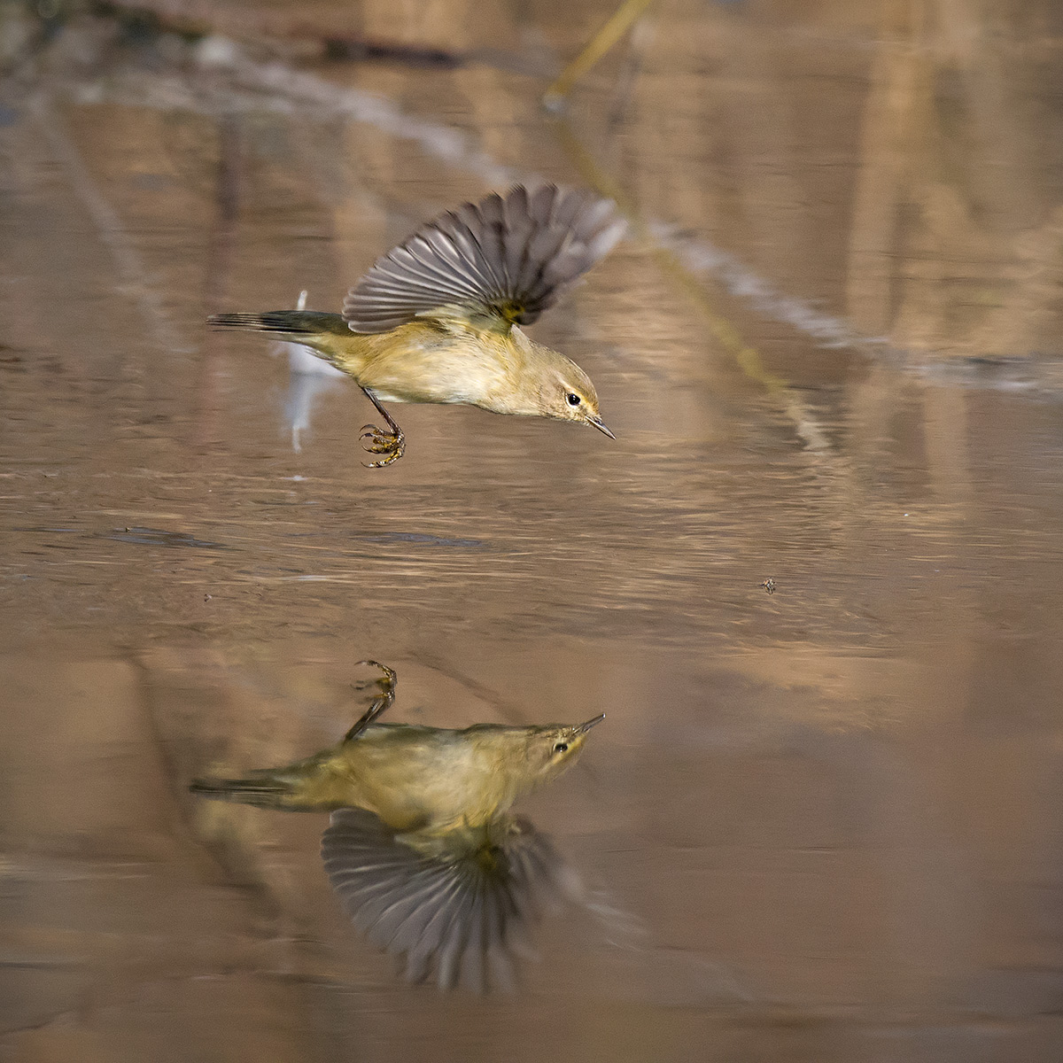 Little luì looking for food on the pond