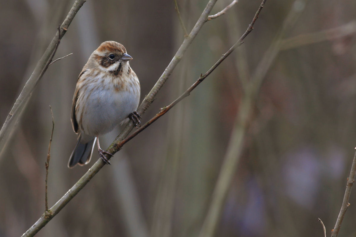 Migliarino di palude
