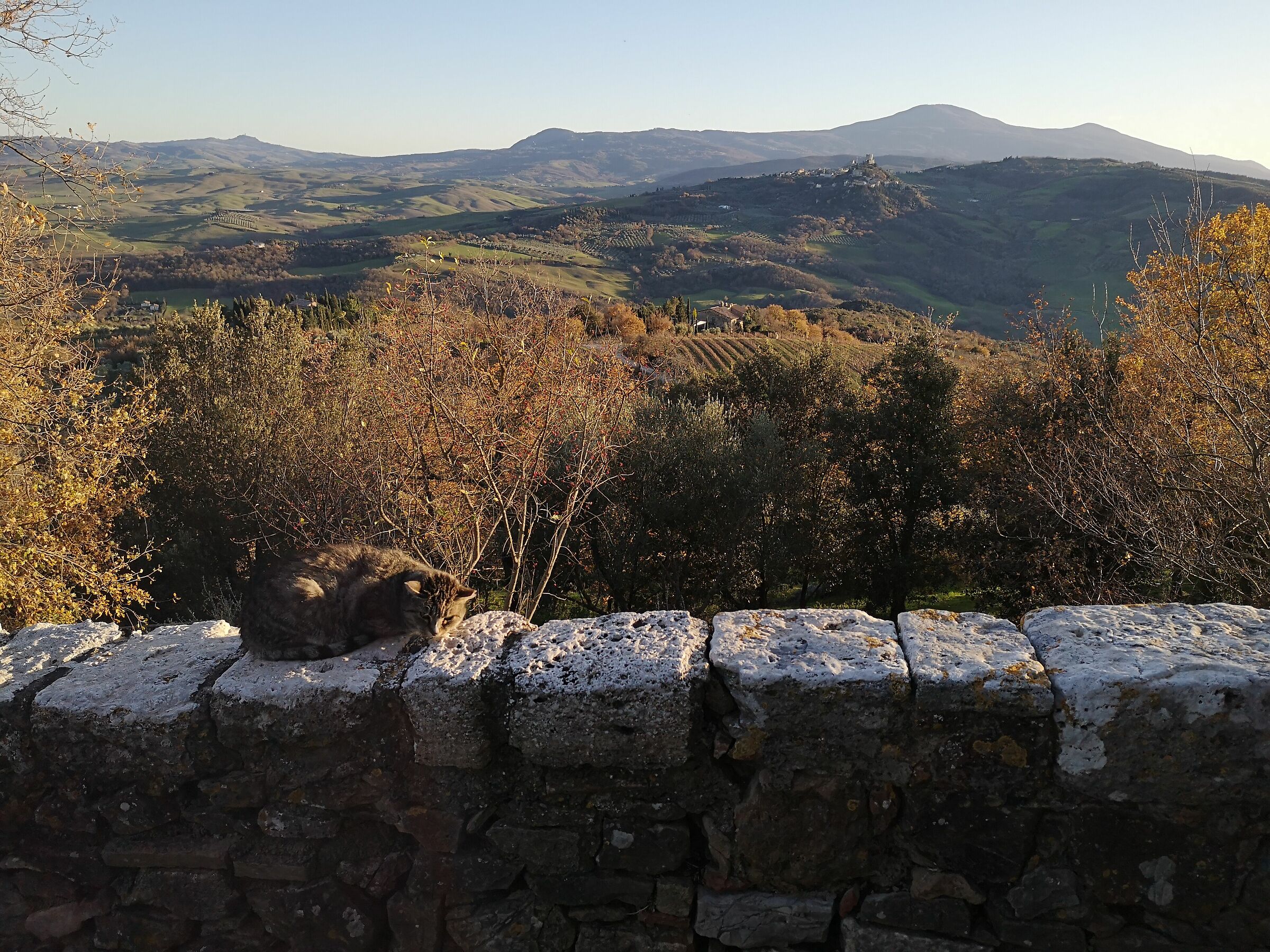 Cat in Tuscany