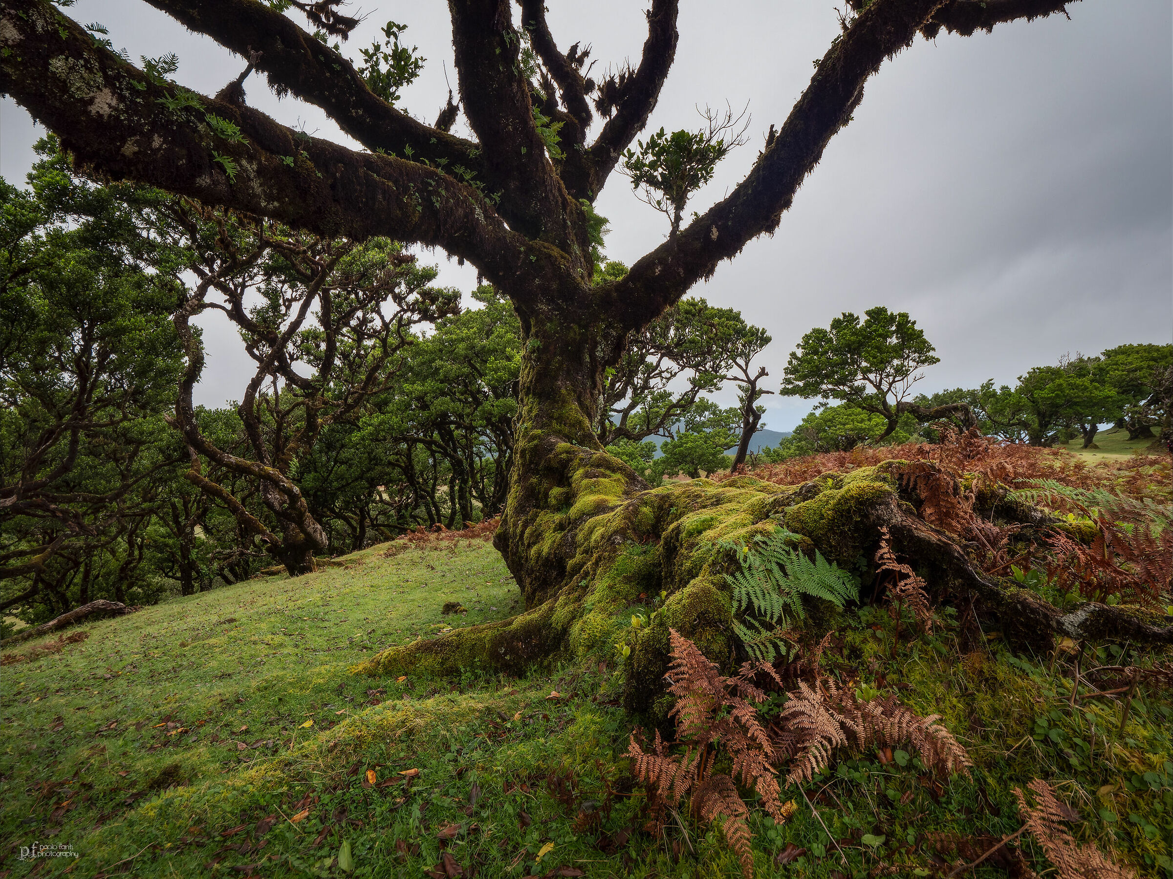 The Rest of Barbtree