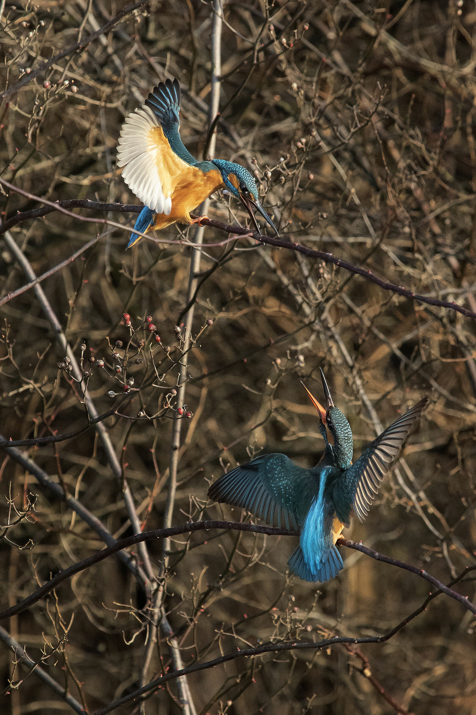 "battibecchi" di coppia!