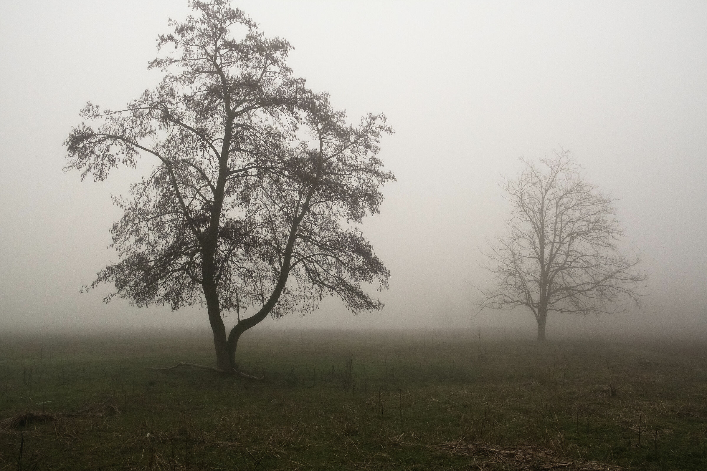Mozzanica - la Campagna immersa nella nebbia