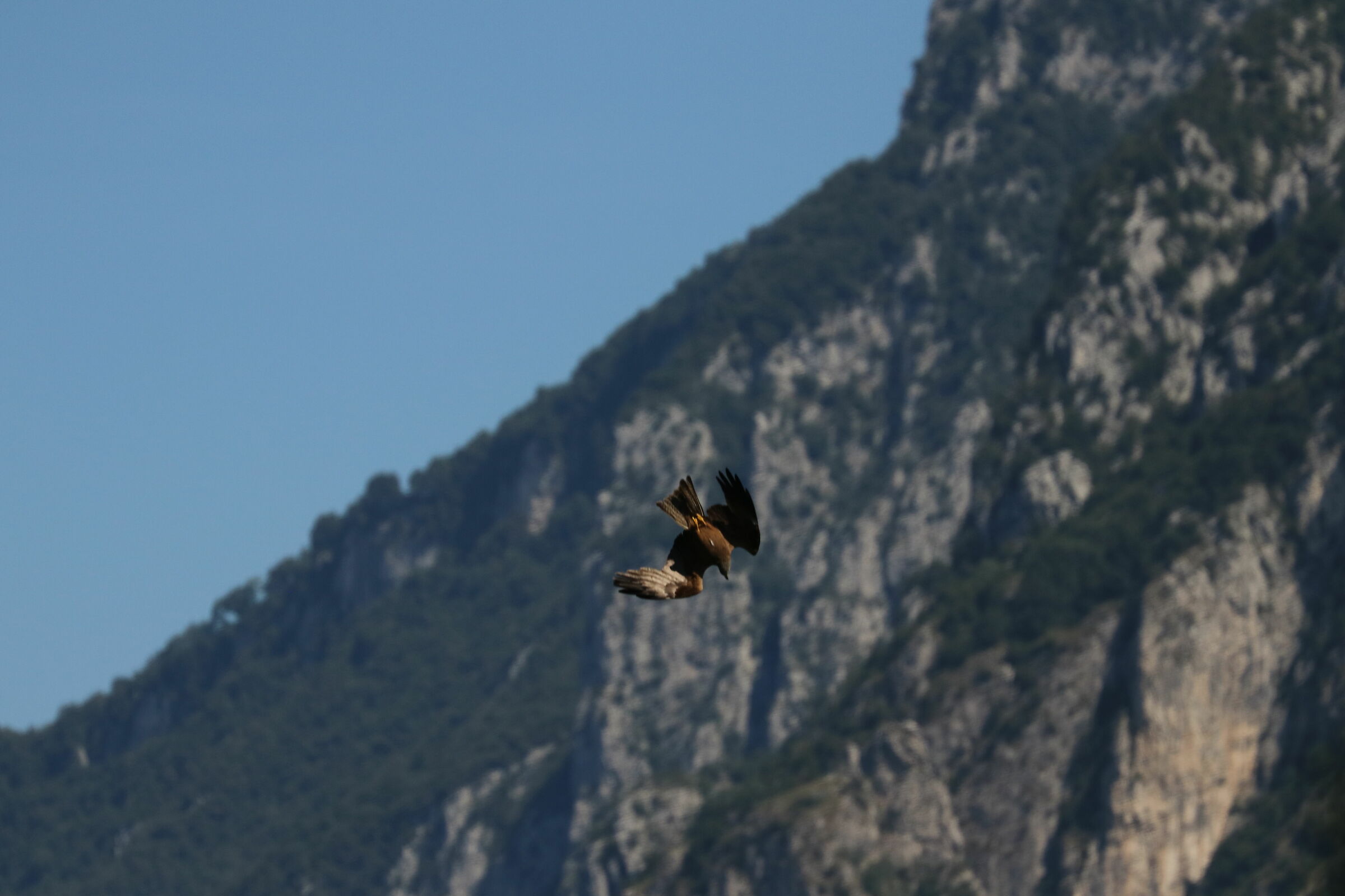 I'M GOING TO THROW MYSELF