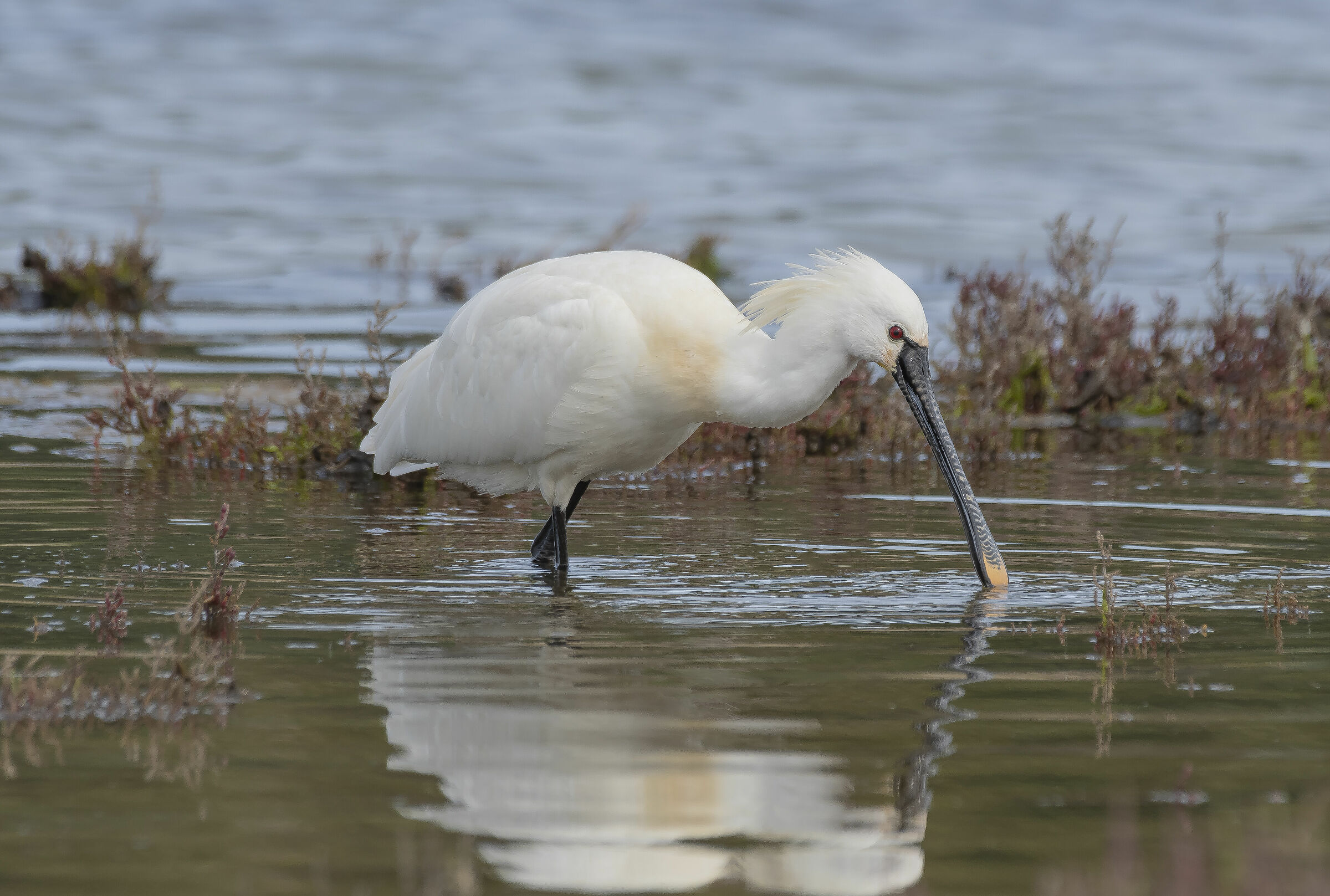 The white spatula or spatula (Platalea leucorodia Linna