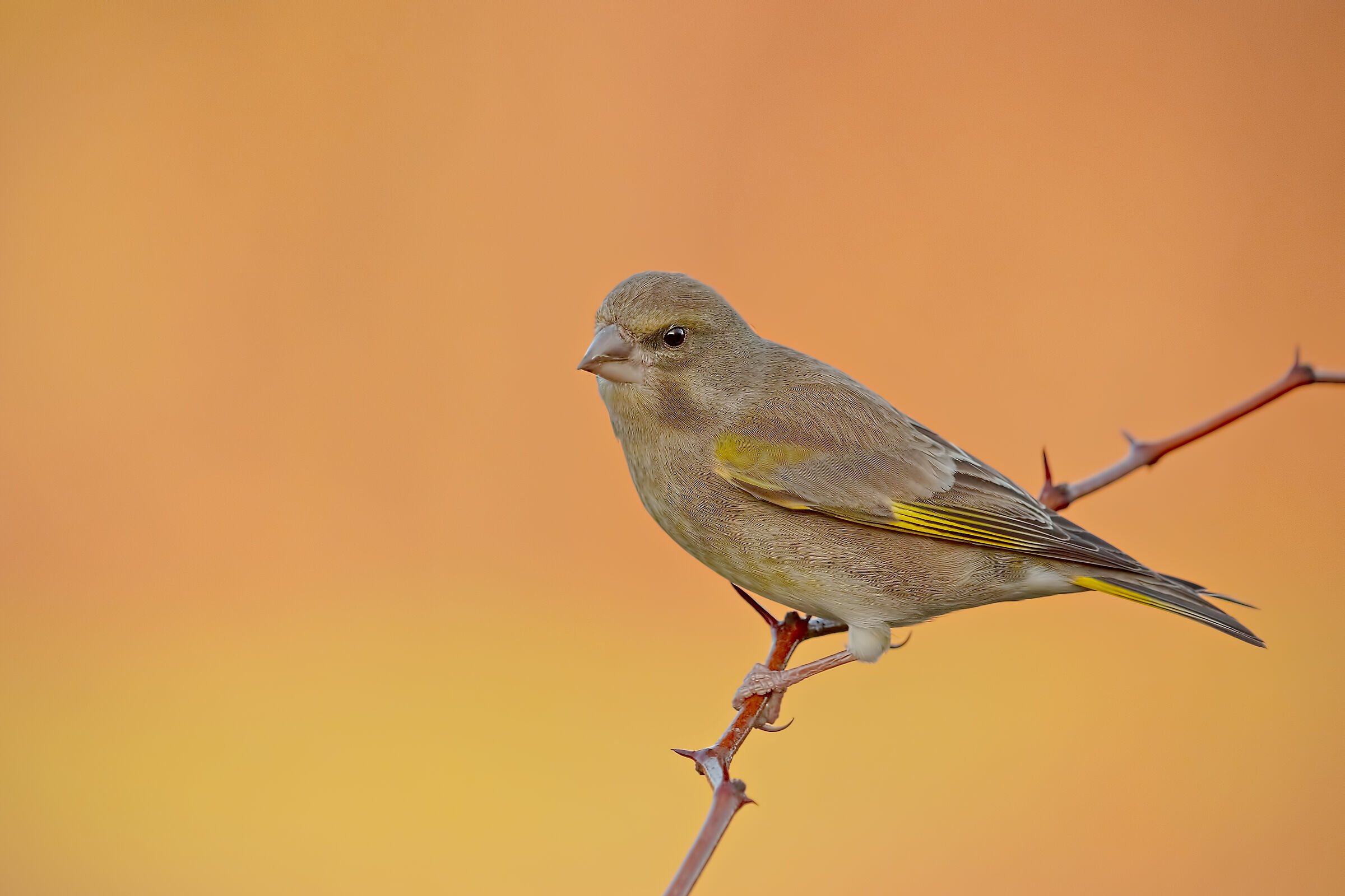 Prime luci, sfondo reale.