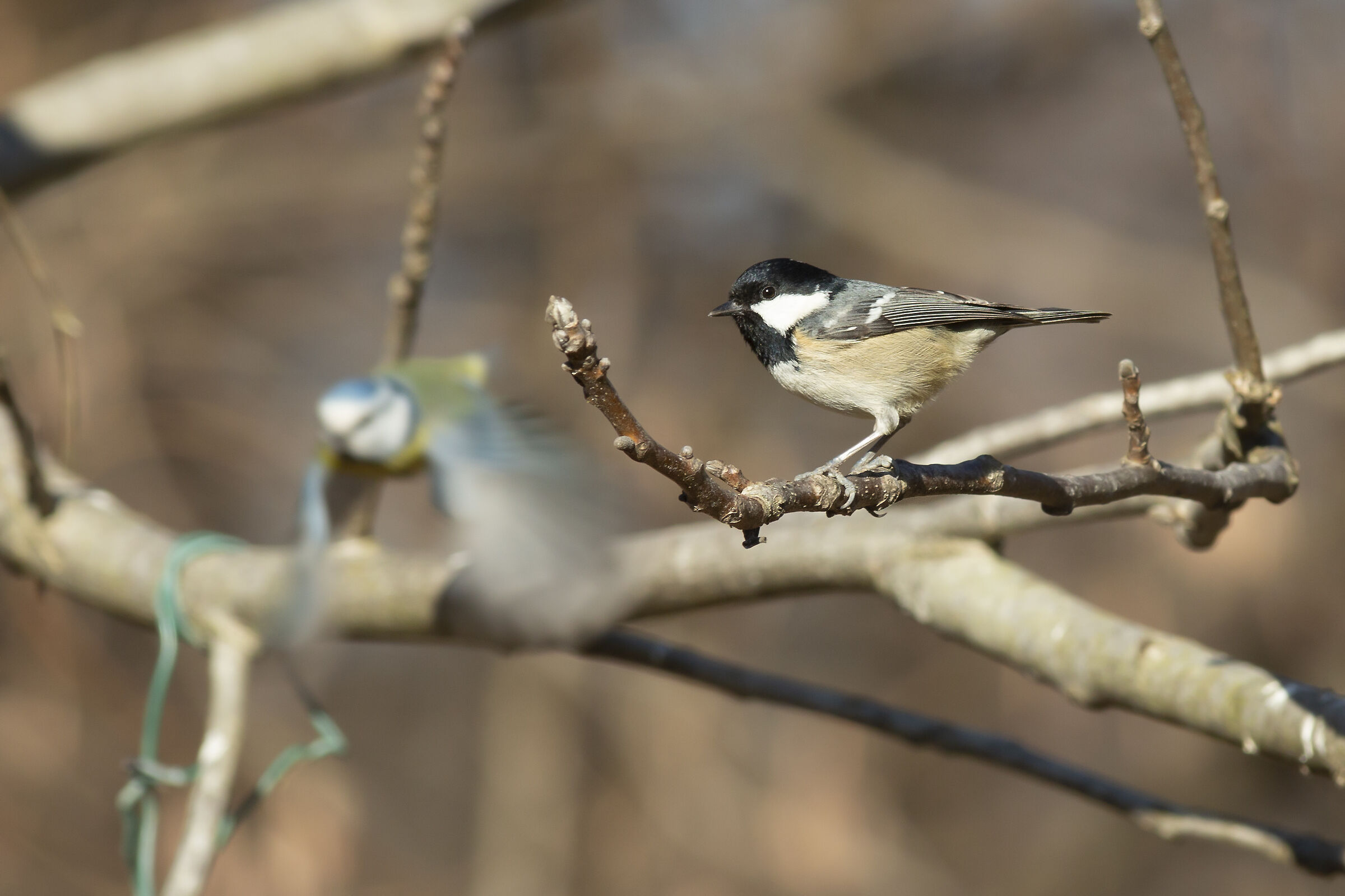 Cincia mora & cinciarella at the start.
