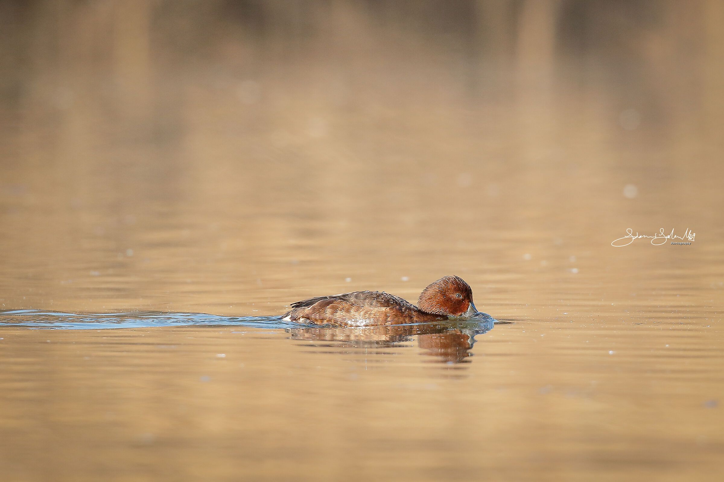 La Moretta tabaccata (Aythya nyroca,Guldenstandt, 1770)
