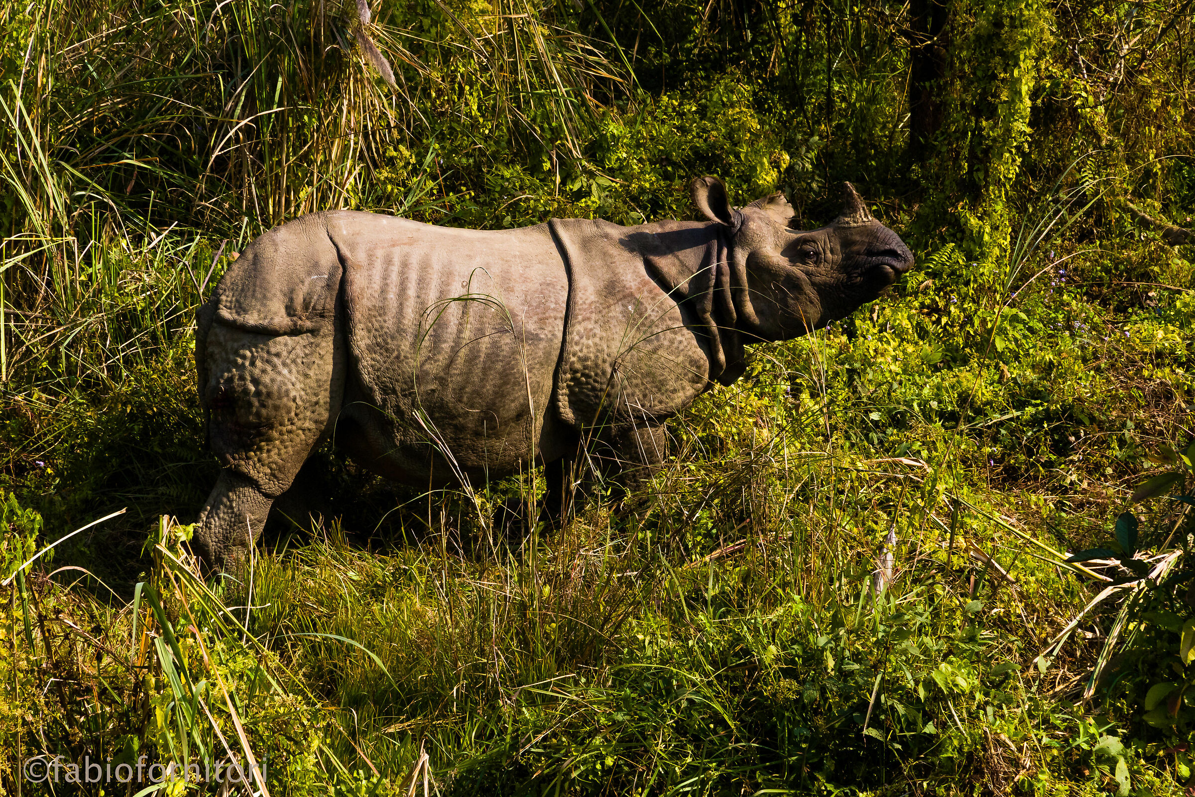 Chitwan National Park , Indian Rhino  , Nepal 2010