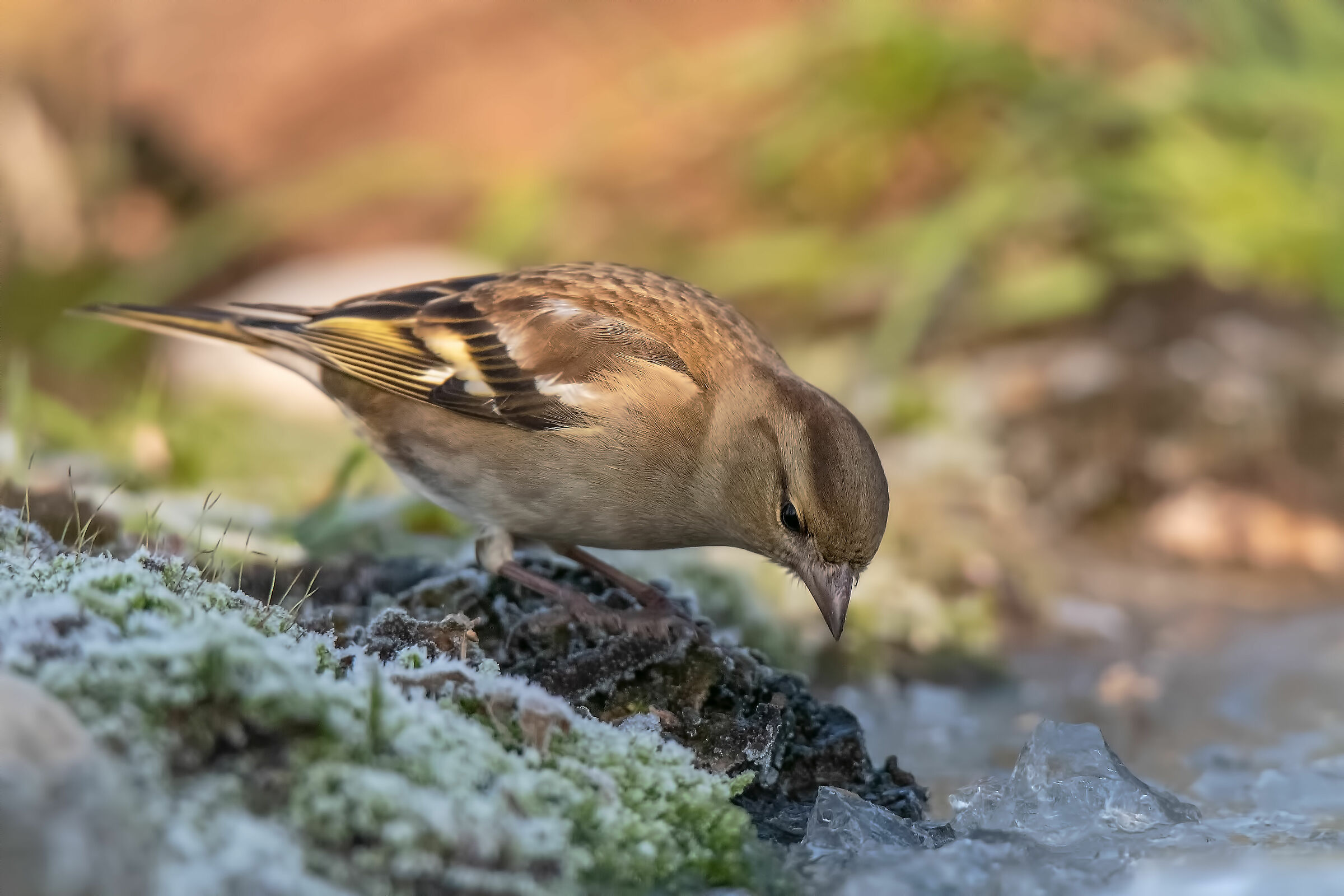 Chaffinch