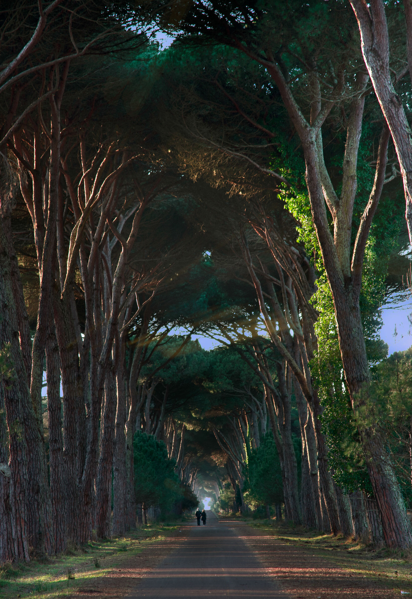 La maestosità dei pini