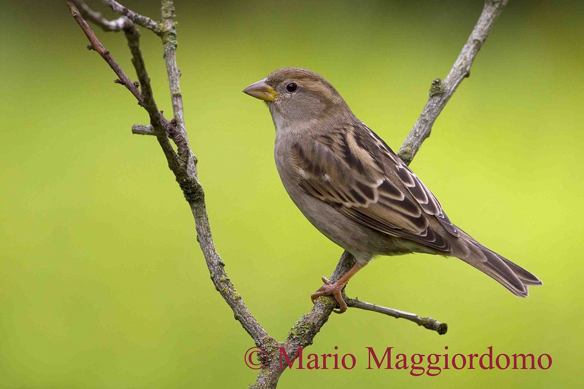 Passera Sarda female