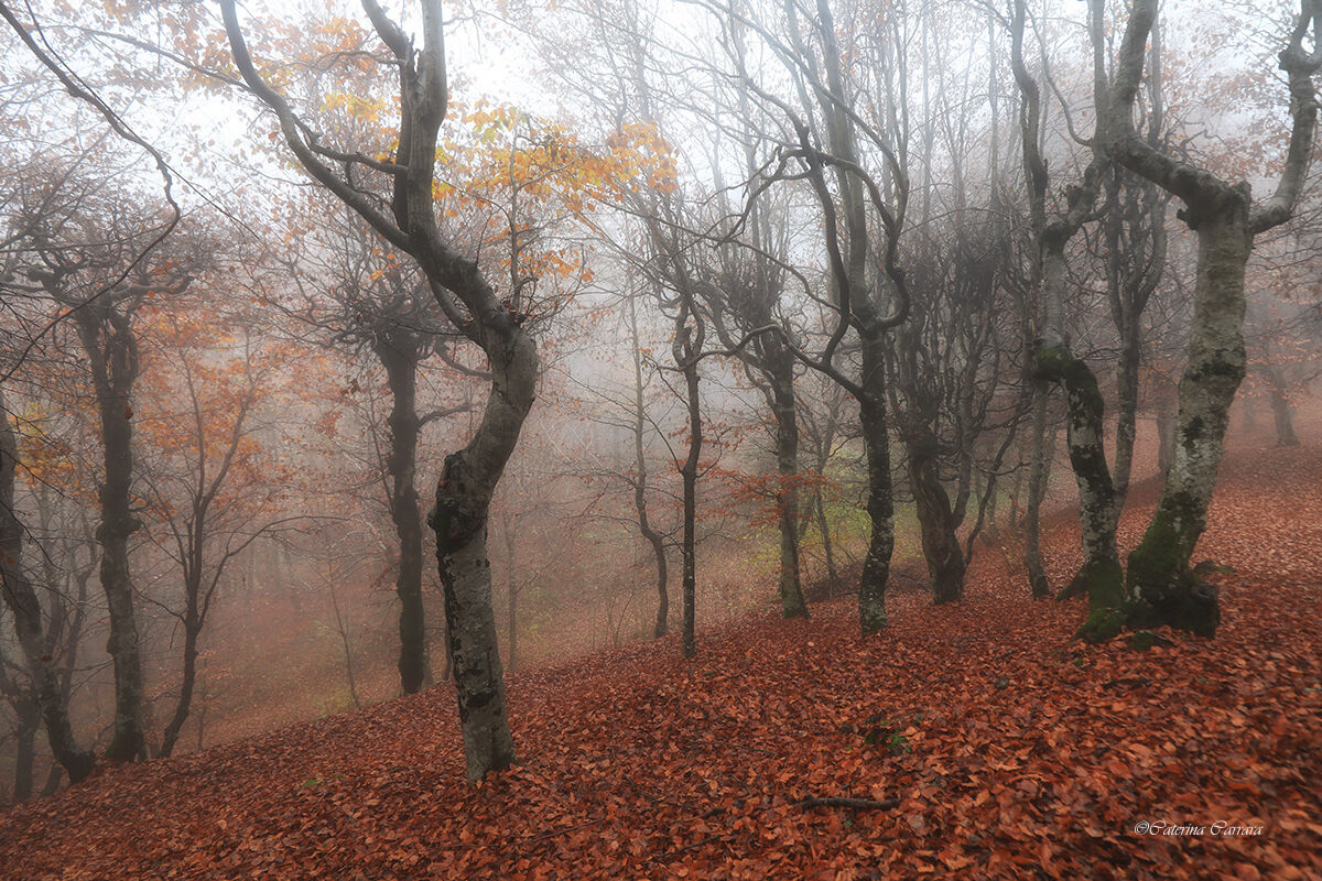L'autunno nel bosco di casa