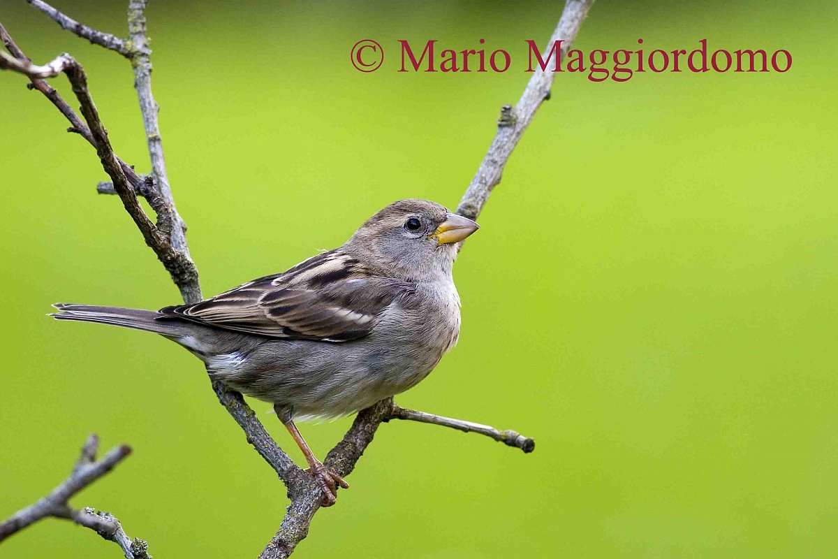 Passera Sarda female