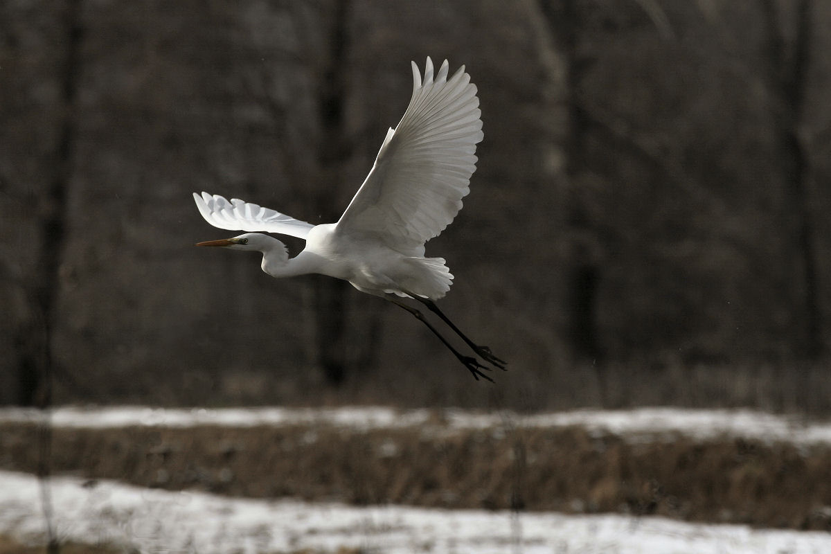 Airone bianco maggiore