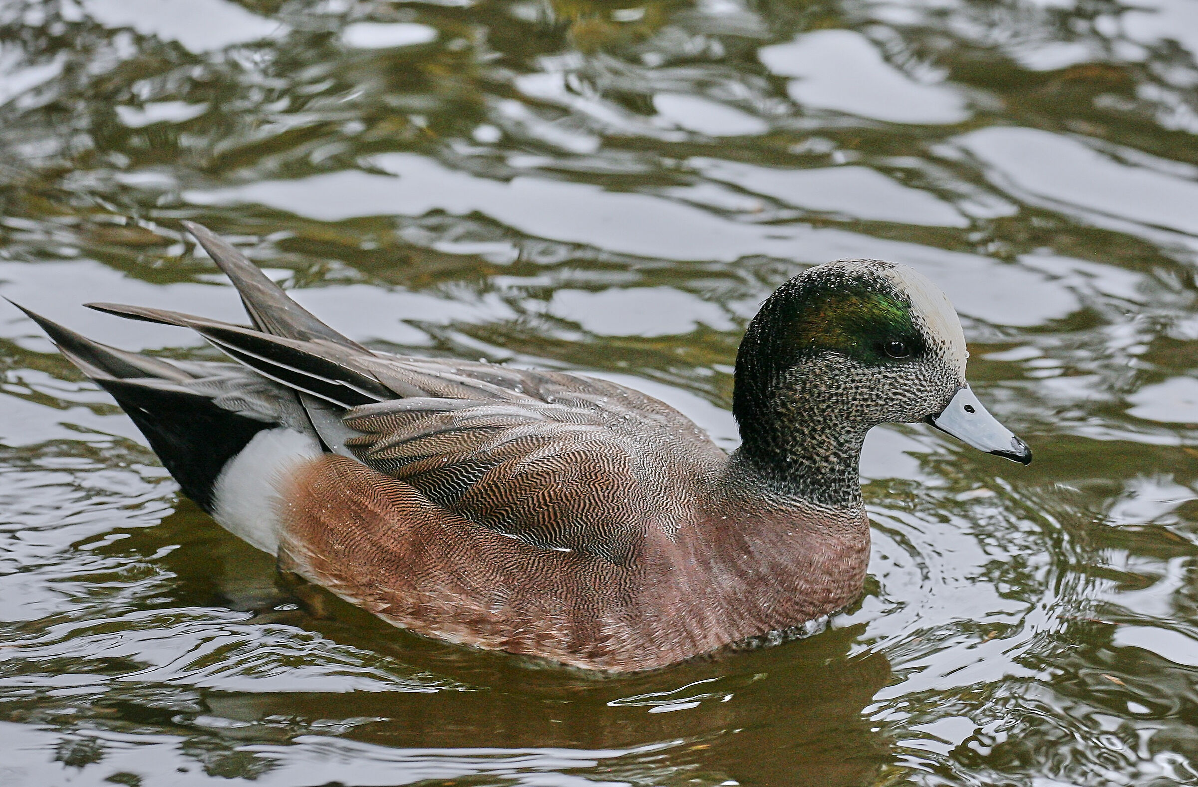 Wigeon