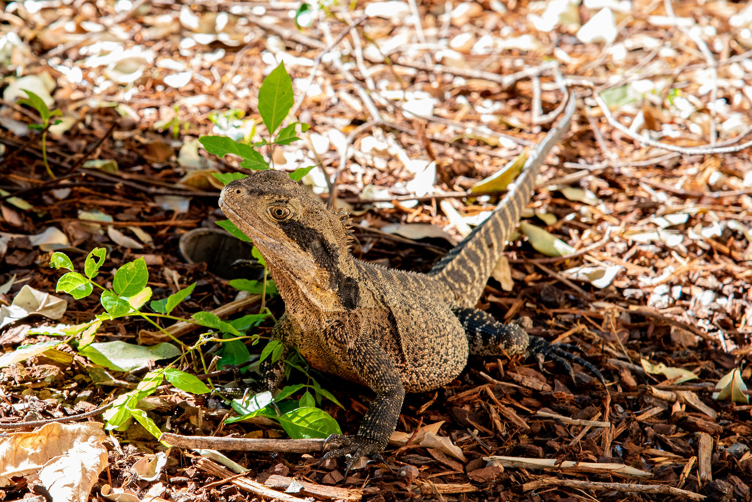 Incontri particolari a Sydney