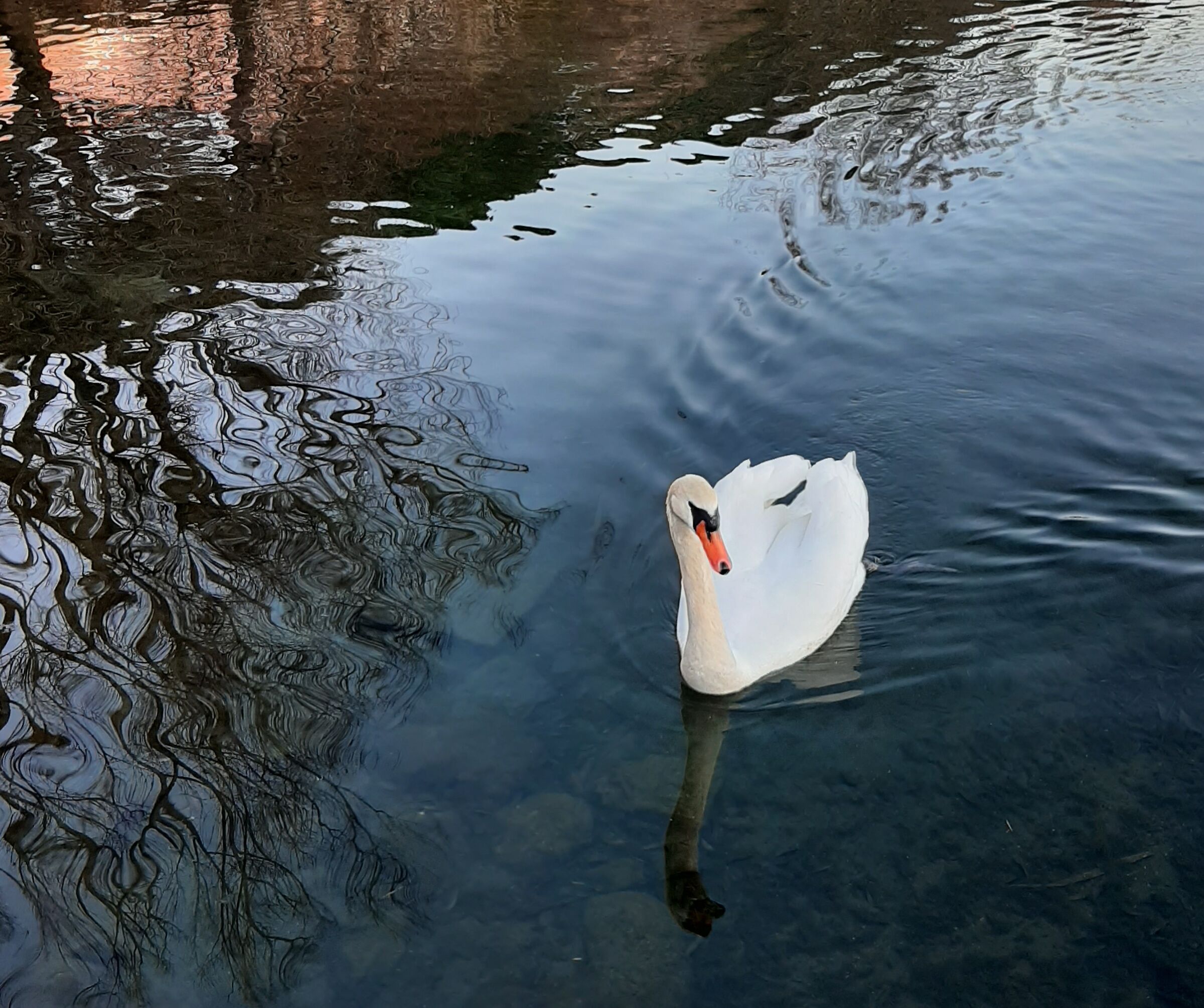 Swan