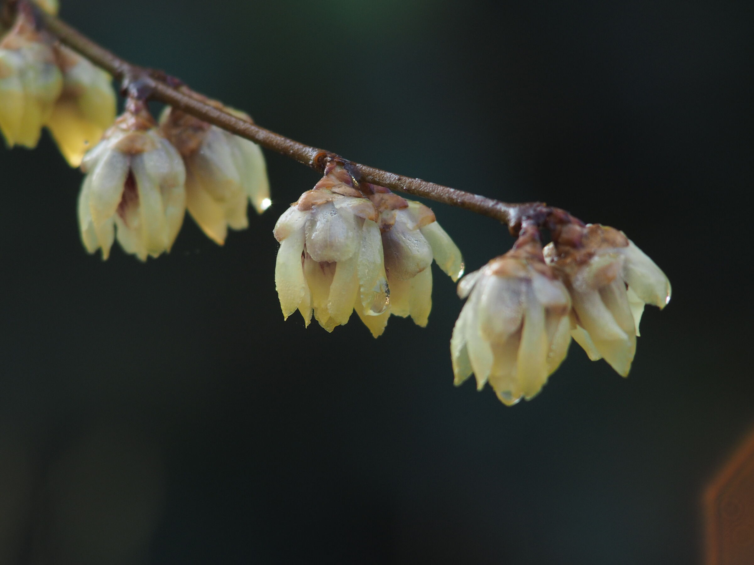 calicantus, California