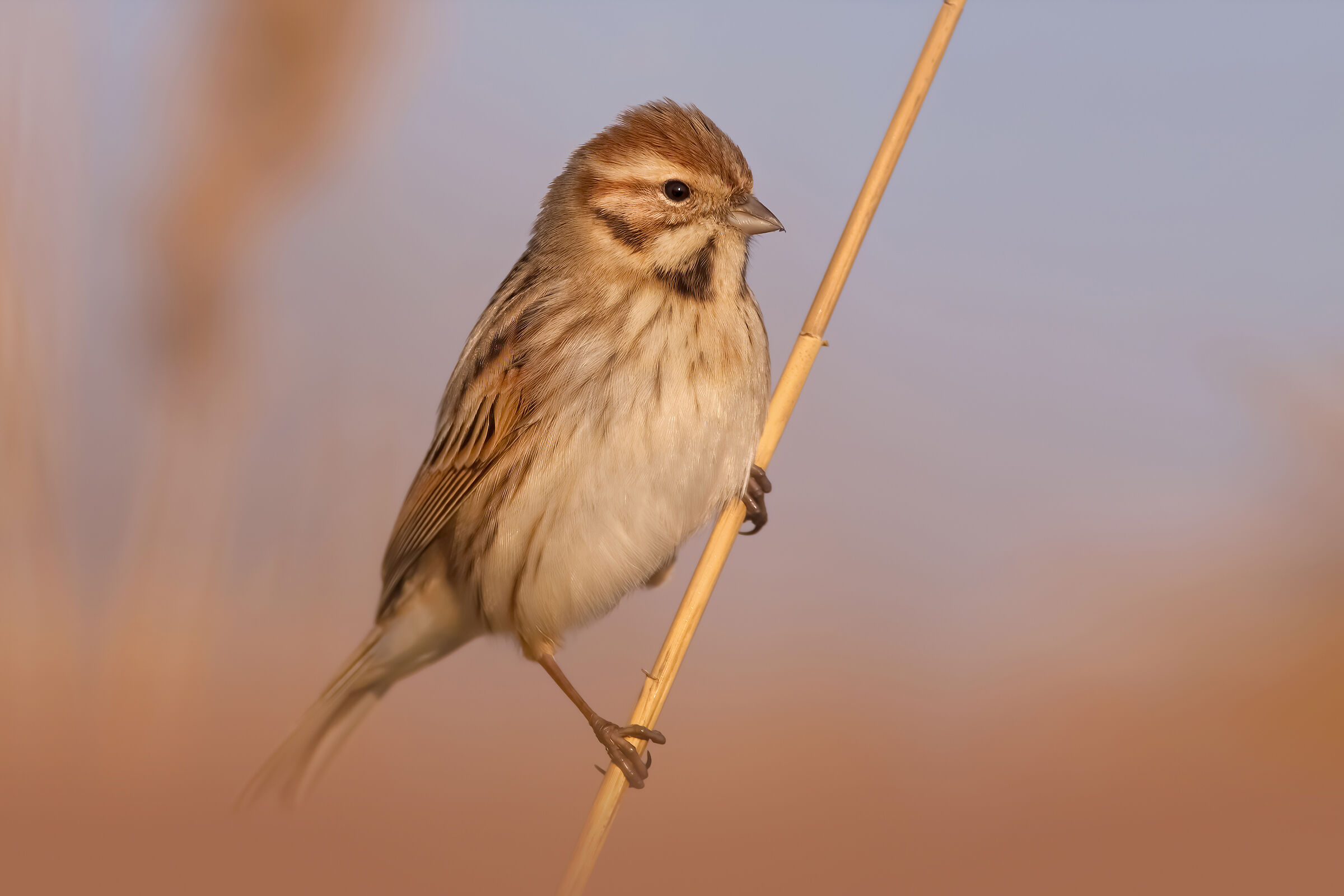 migliarino al tramonto