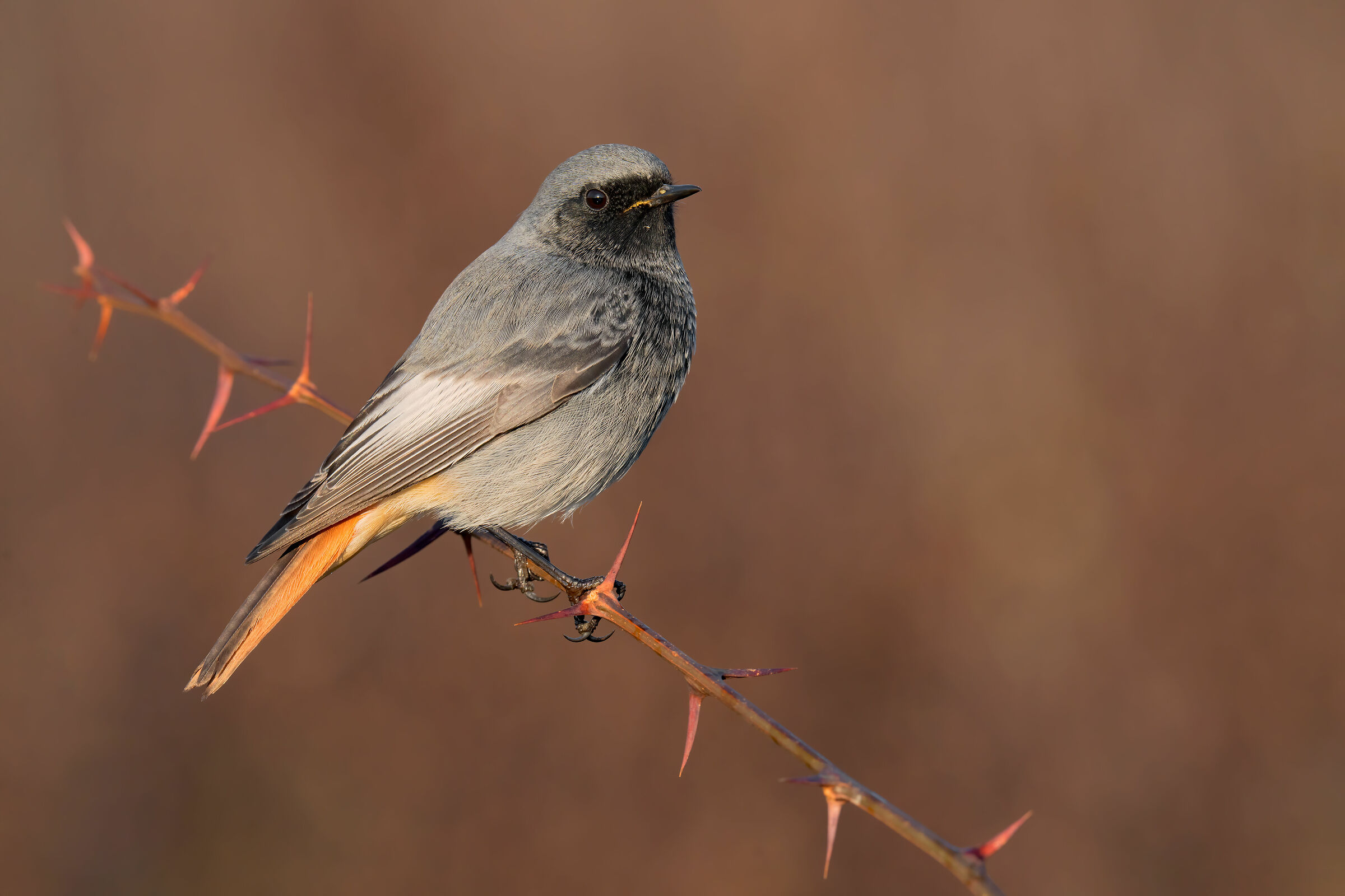 Codirosso Spazzacamino Maschio 7K
