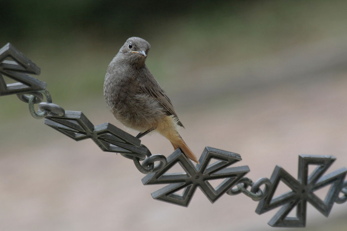 codirosso spazzacamino curioso