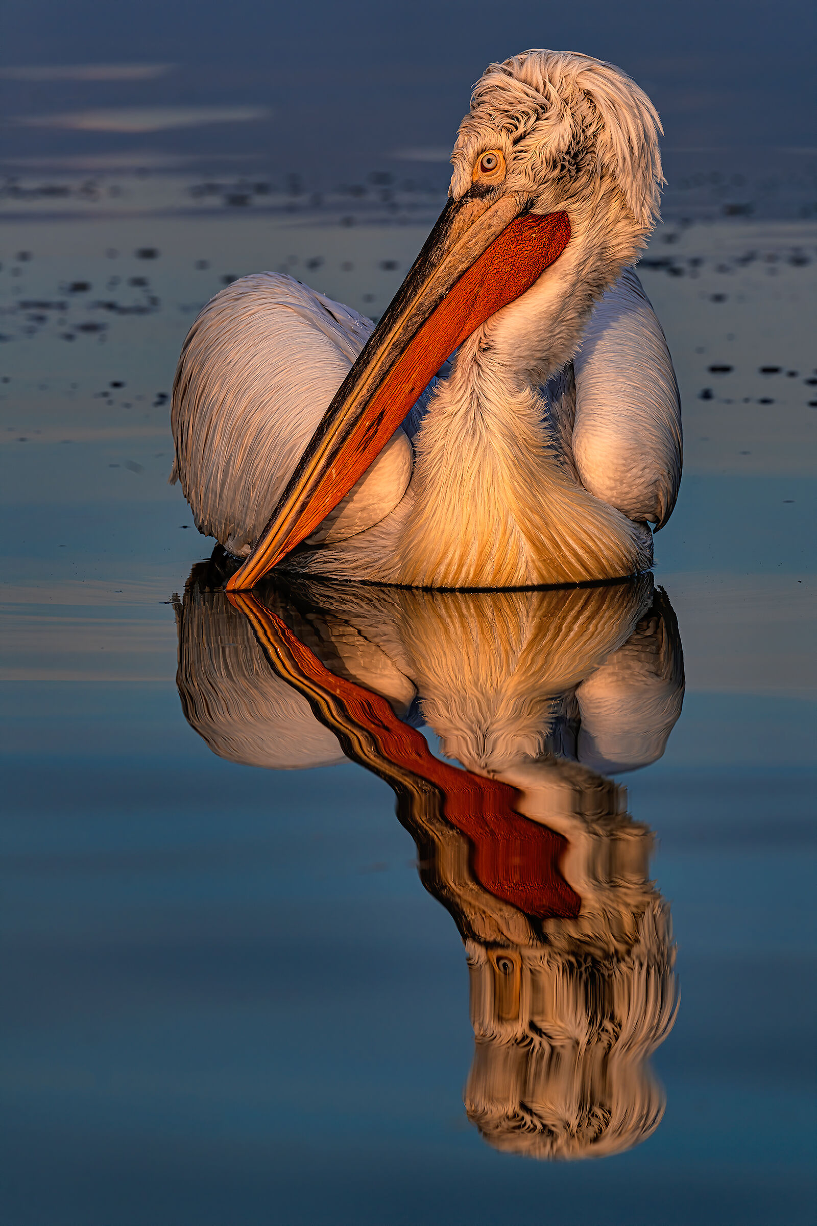Pelecanus crispus' reflection