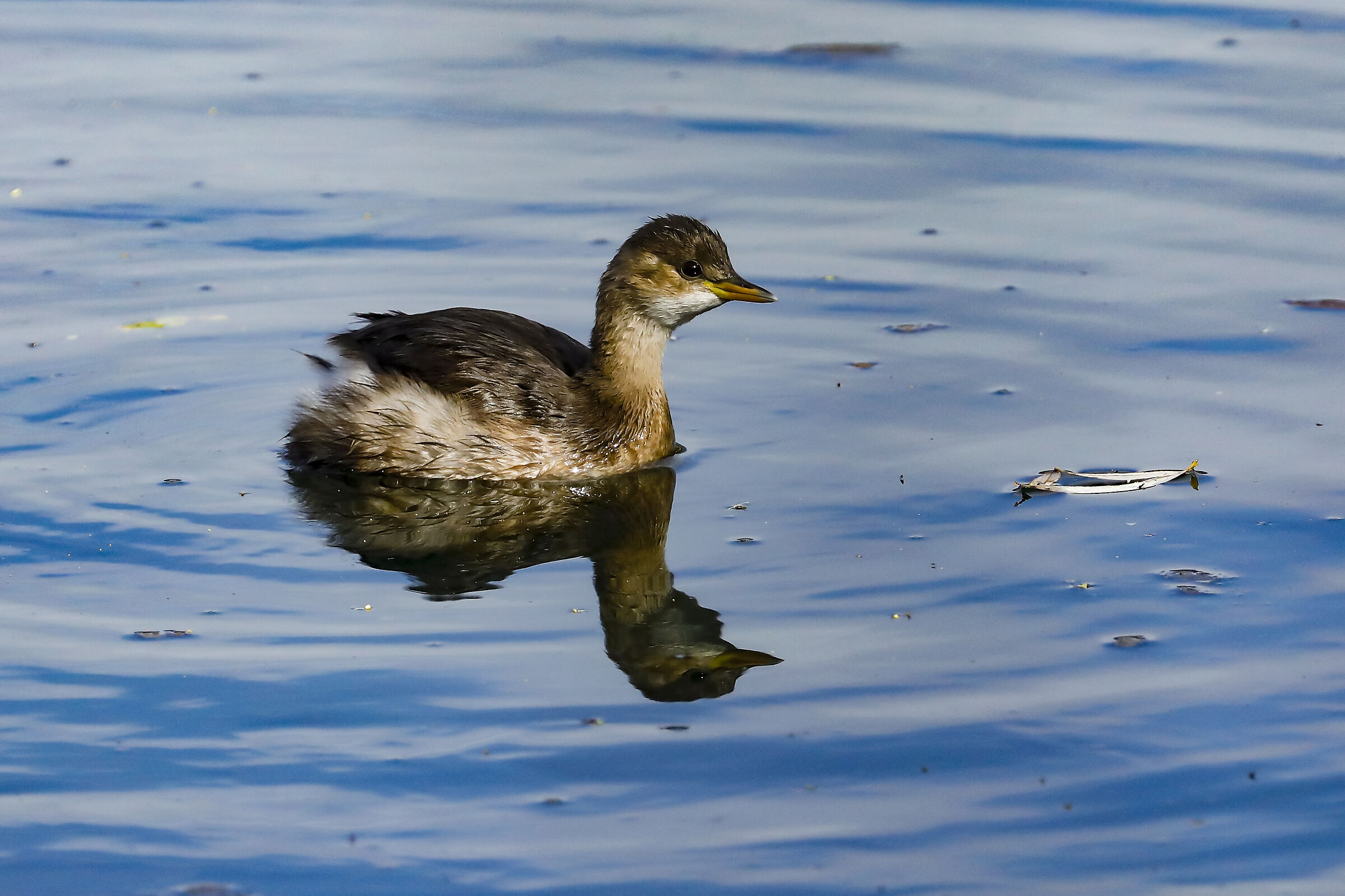 Nuotata in solitaria