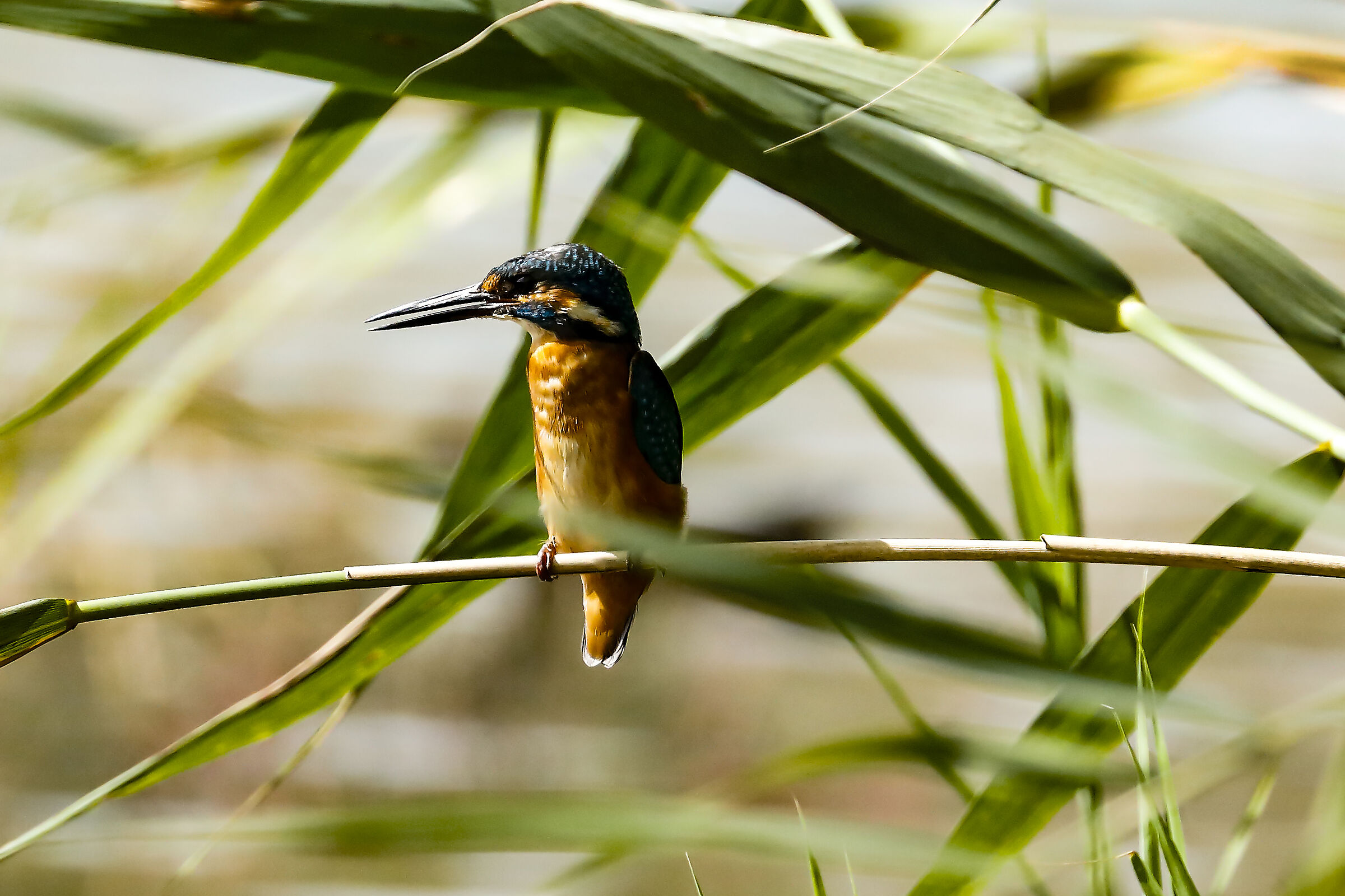 Pausa di riflessione....