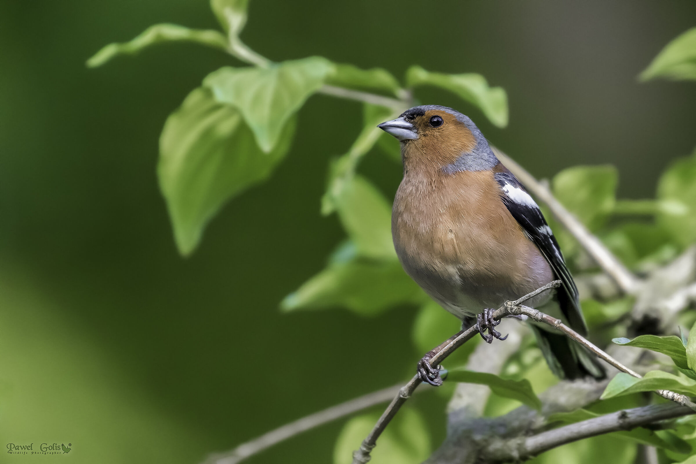 Common chaffinch (Fringilla coelebs)