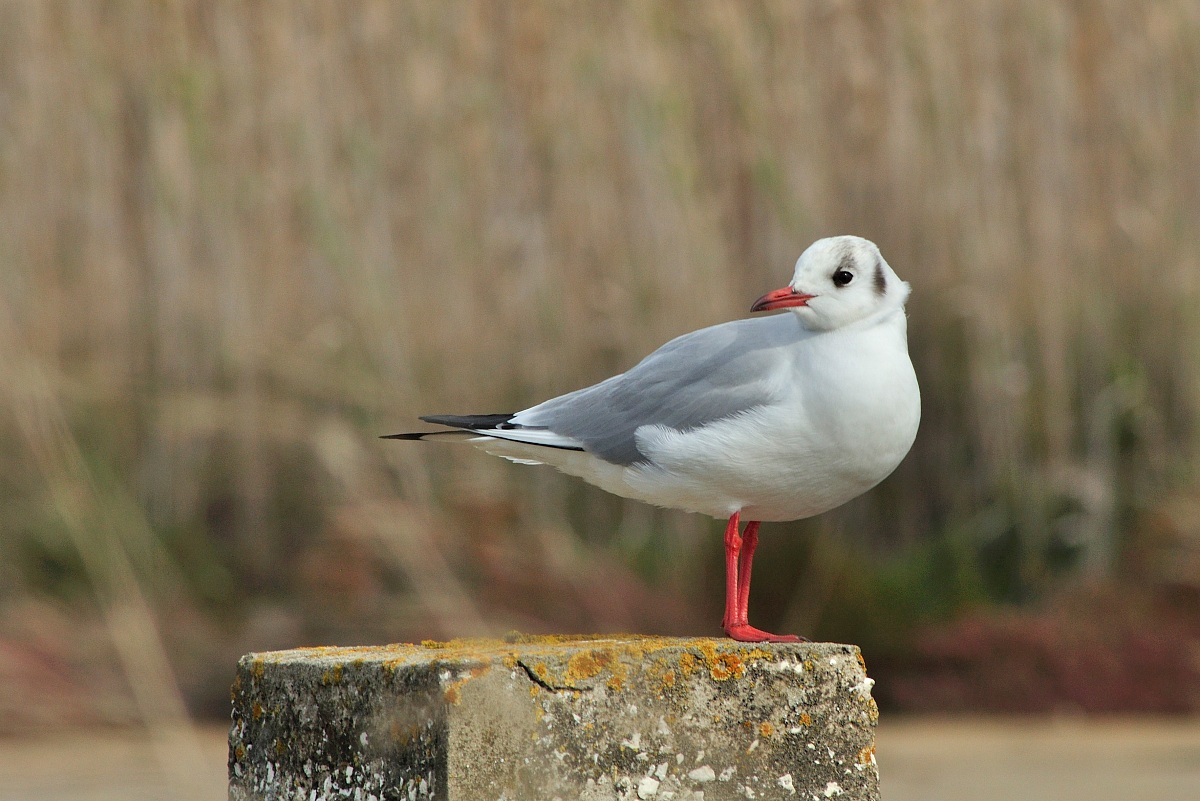 Black-headed Gull
