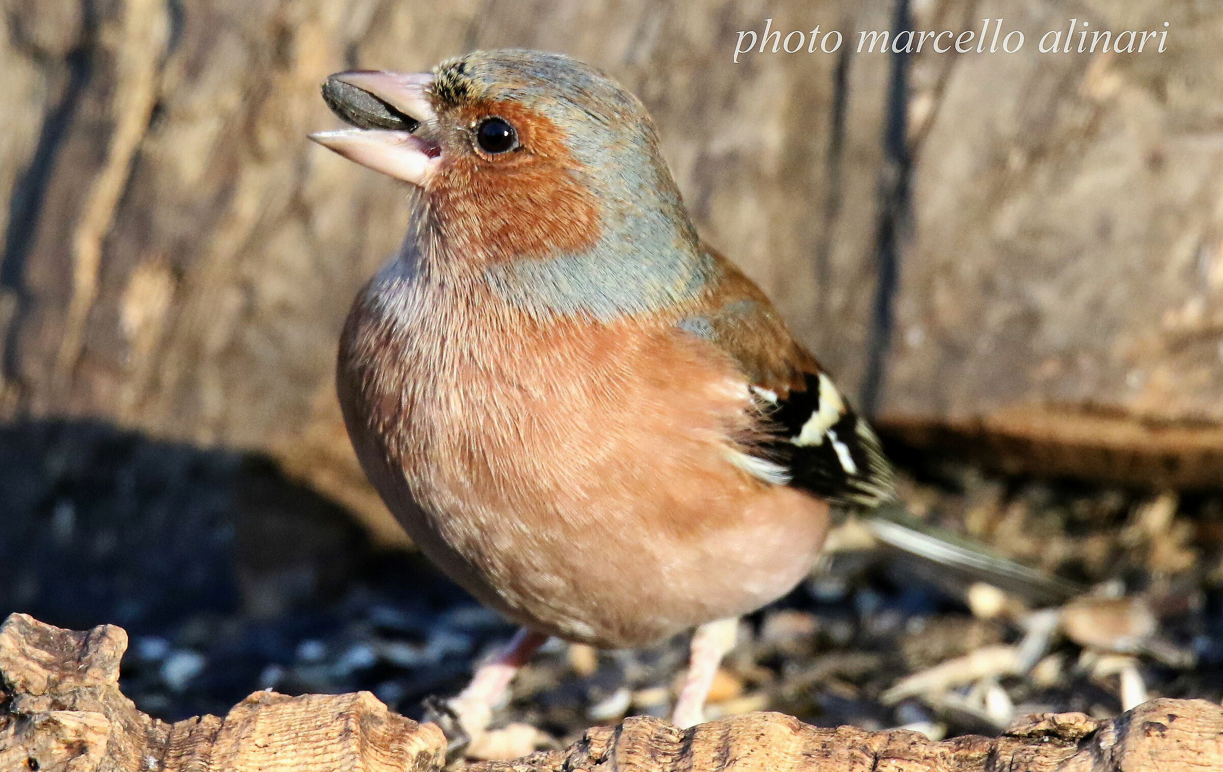 lo spuntino del fringuello