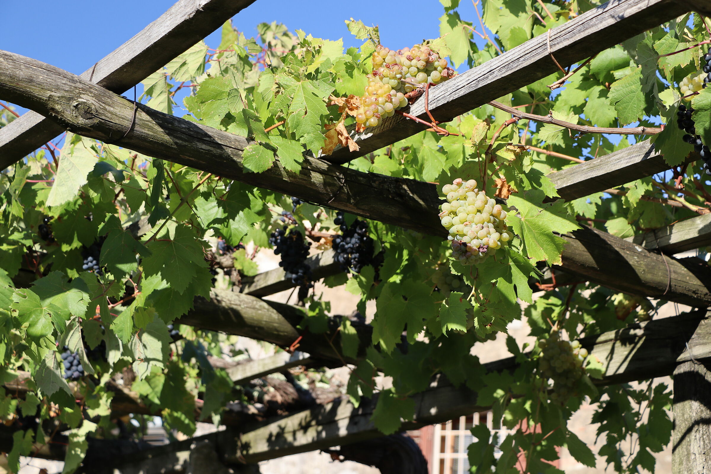 pergolato con viti a Šepulje (slo)