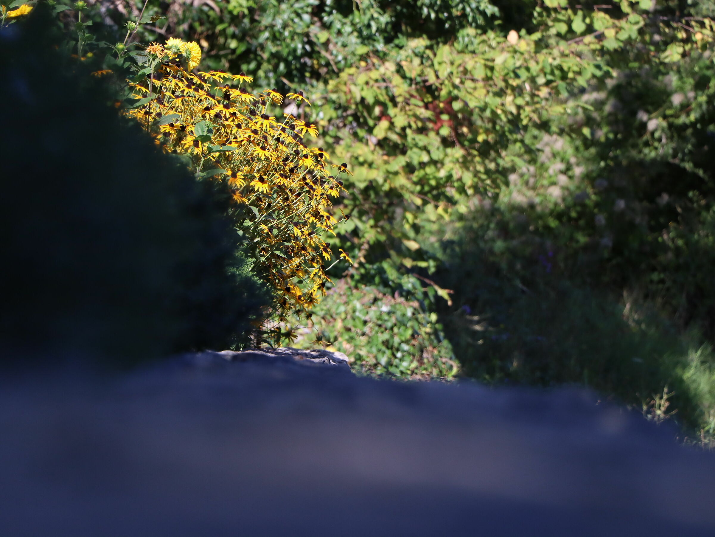 fiori  (Tomaj - slo)