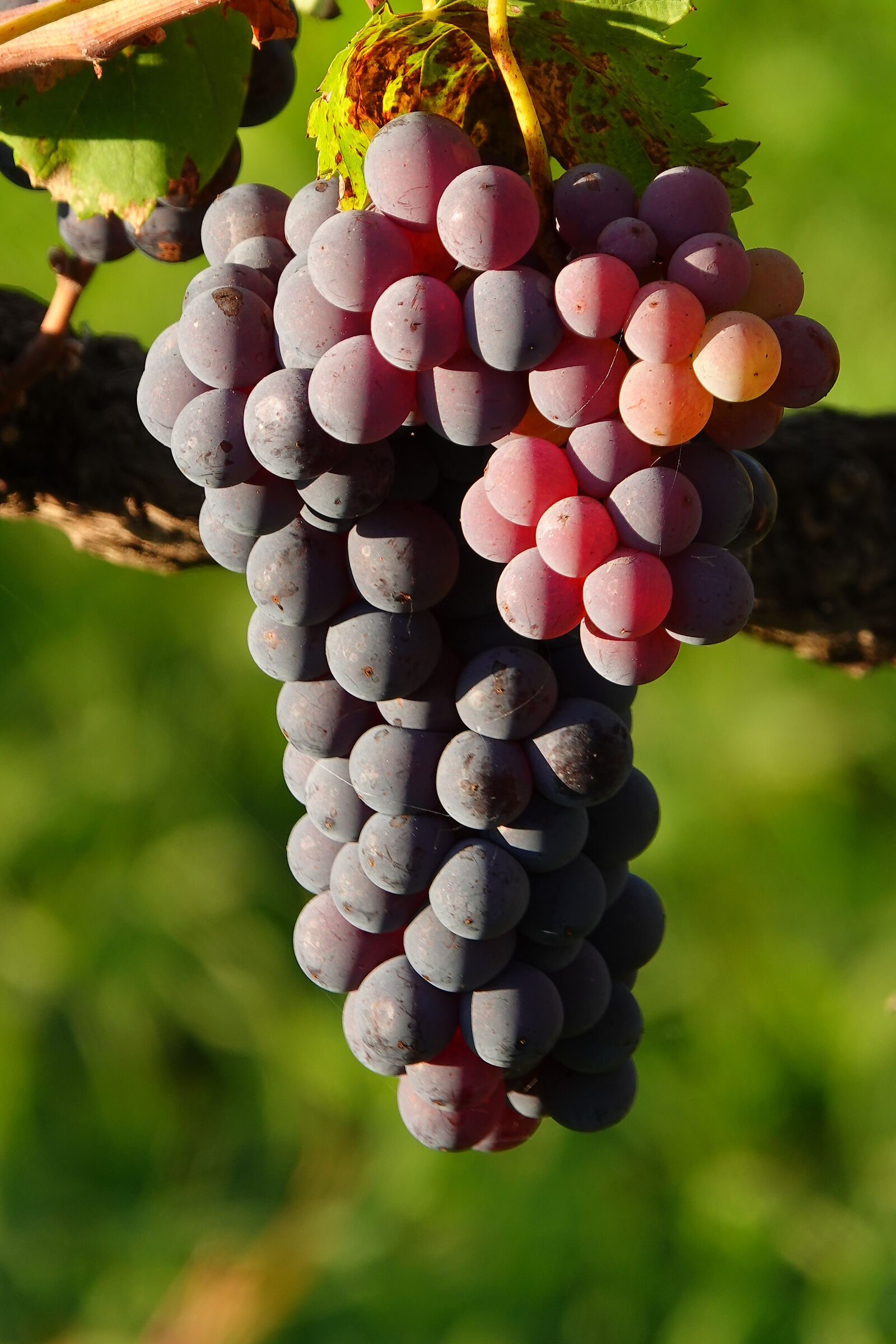 Grapes