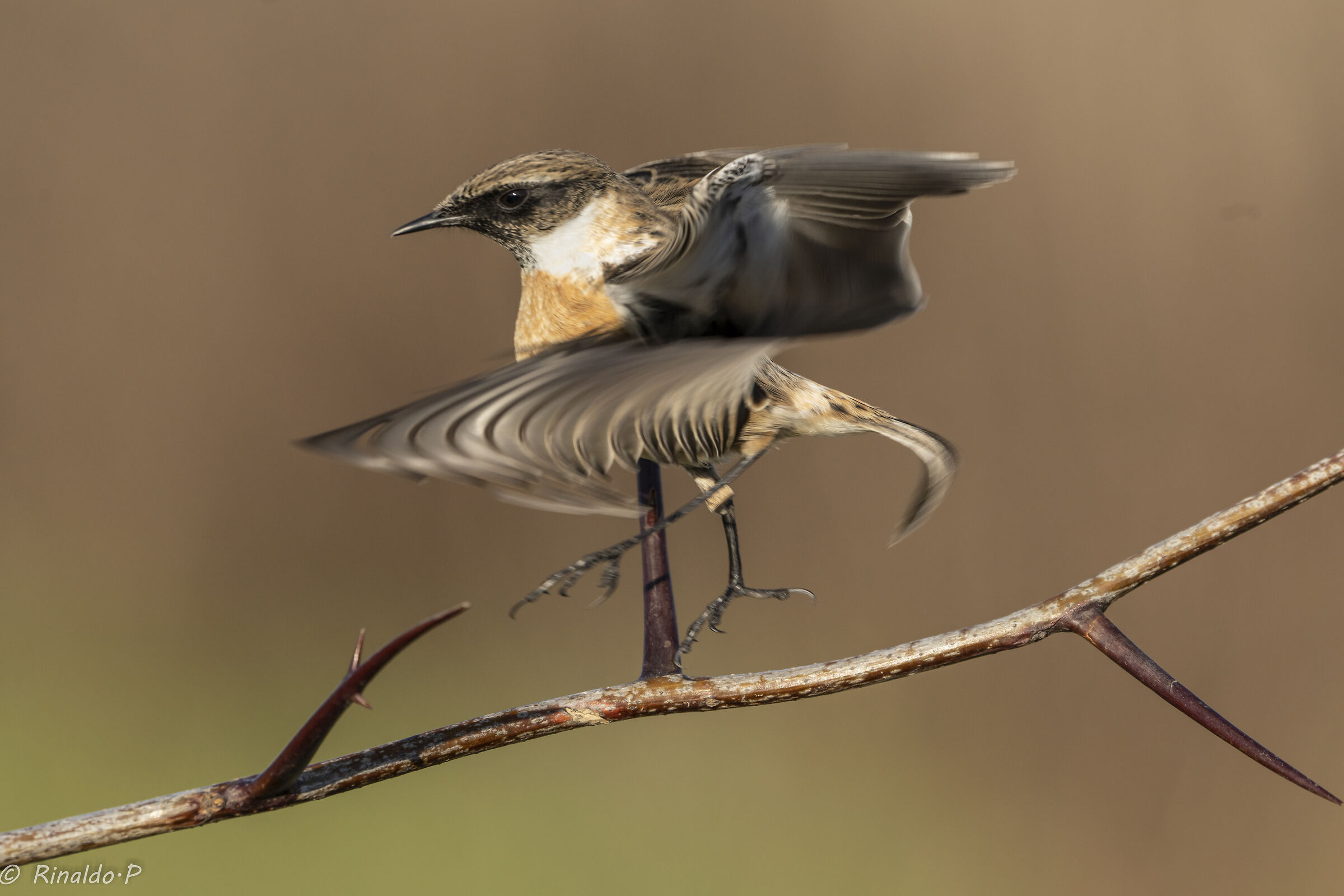 il movimento del Saltimpalo maschio