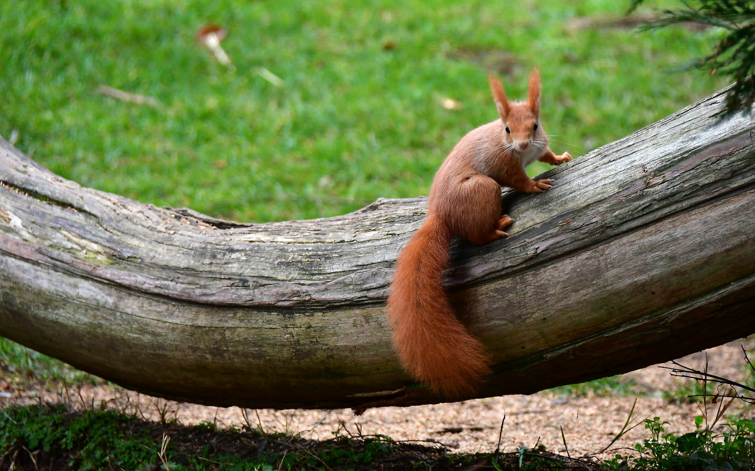 Scoiattolo - Cinc ghei puse ma russ!