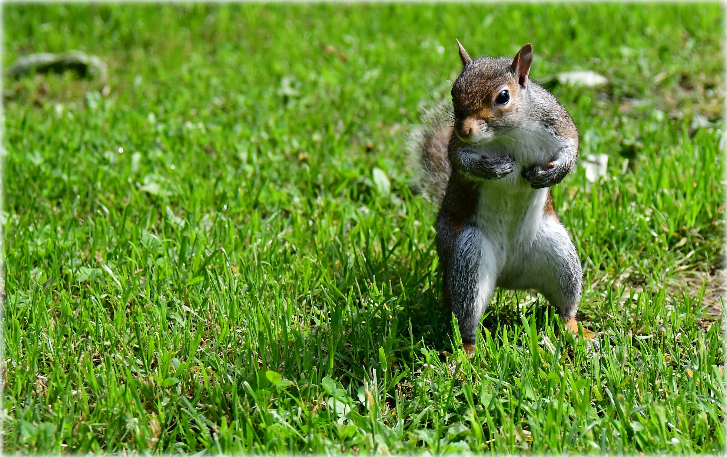 Scoiattolo - Chi, io?!