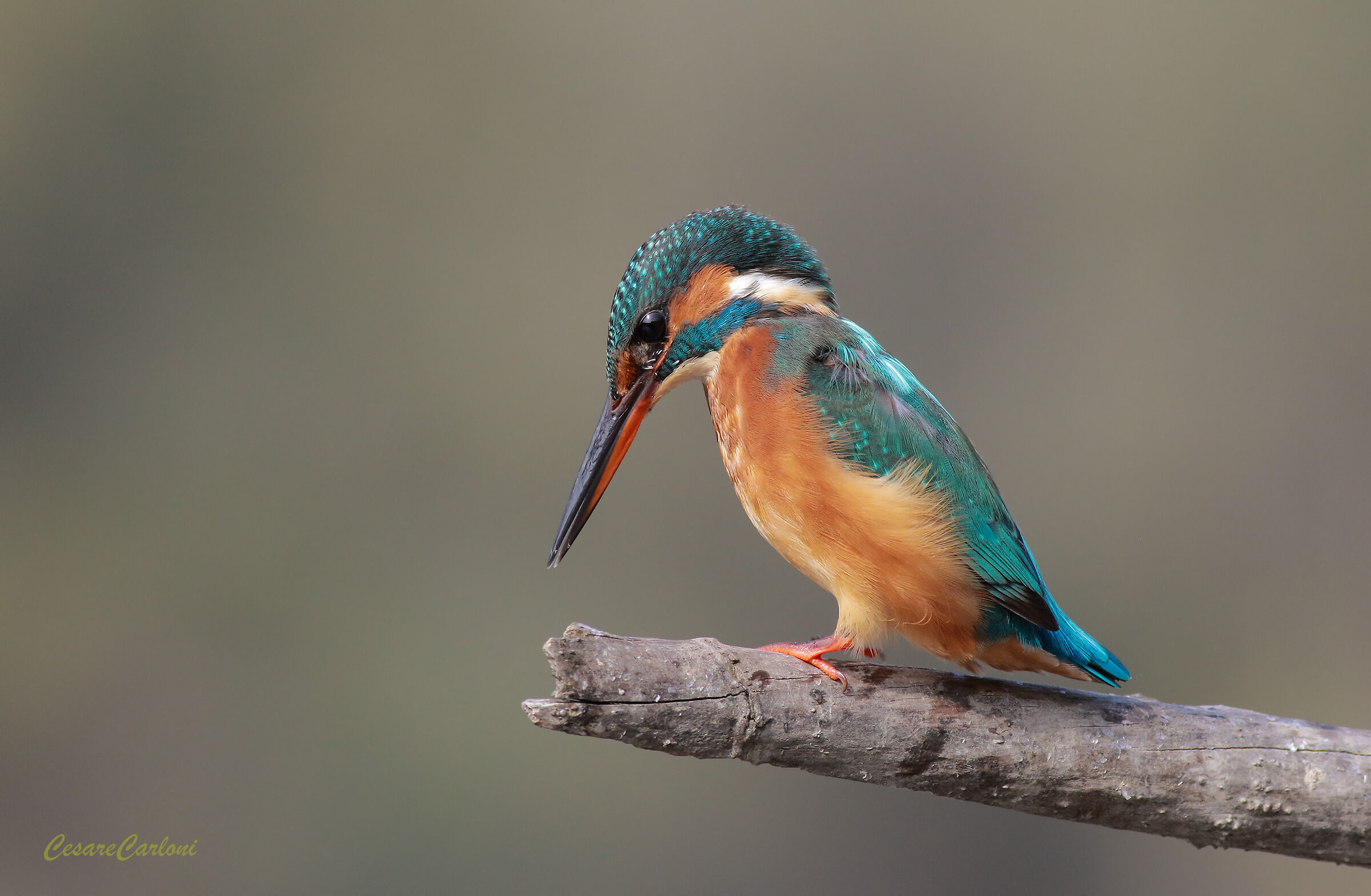 Martin fisherman (Alcedo Atthis)