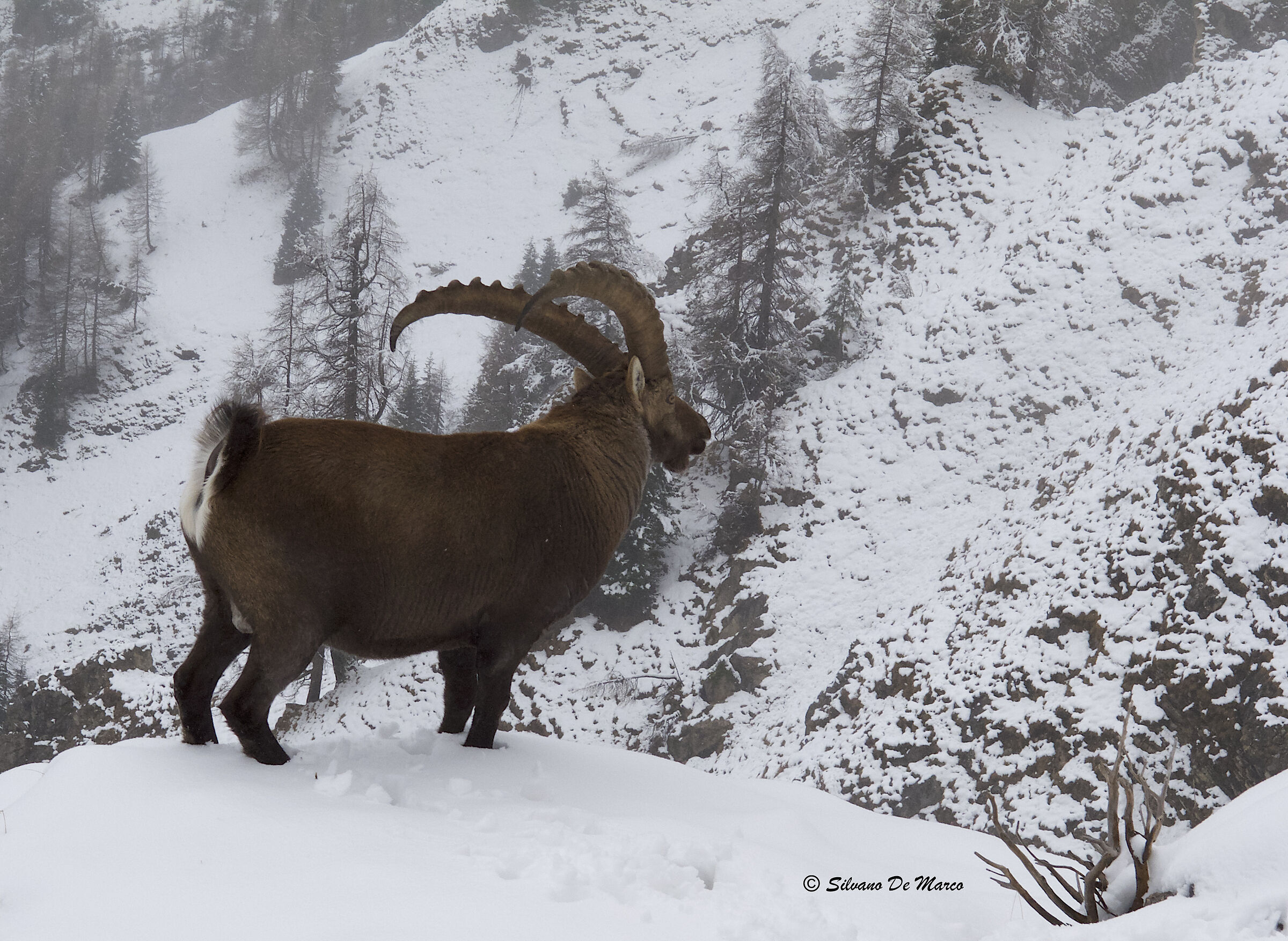 maschio nella stagione degli amori