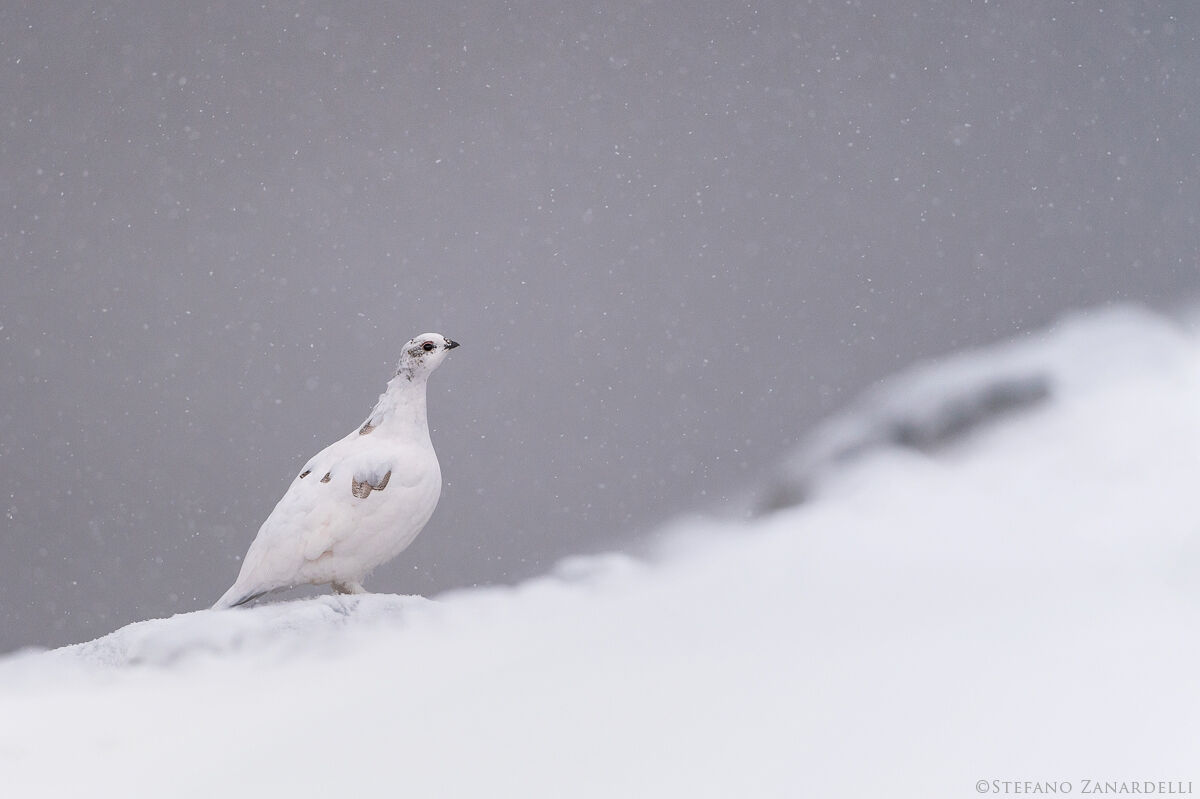 White Partridge