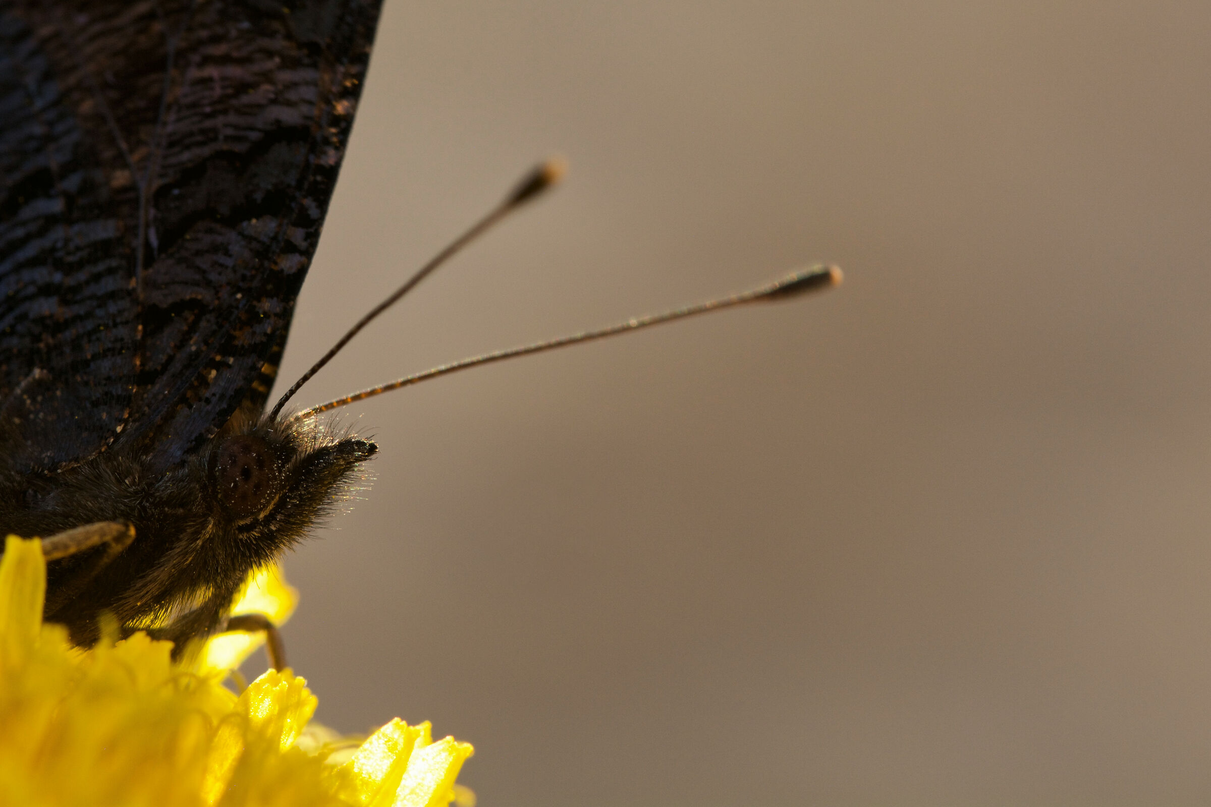 Vanessa o Occhio di Pavone