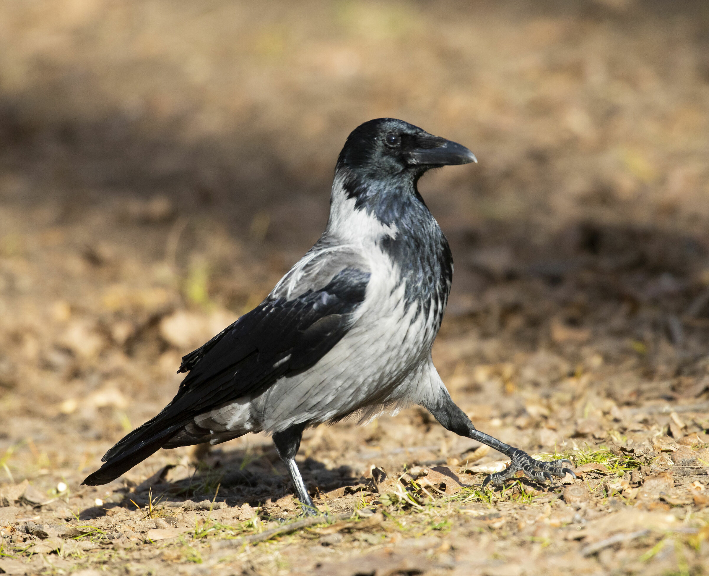 Cornacchia nero/grigia