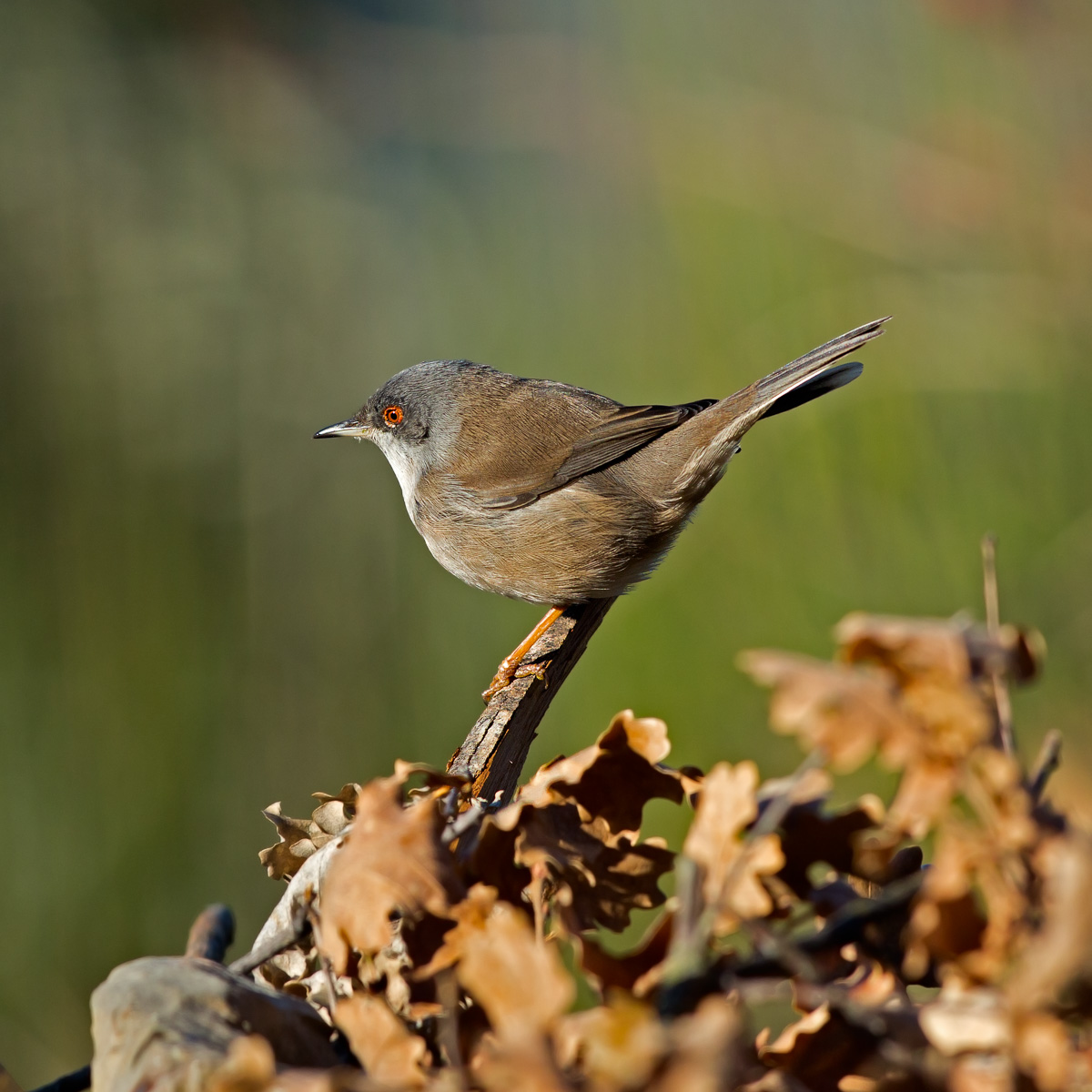 Occhiocotto - Sylvia melanocephala