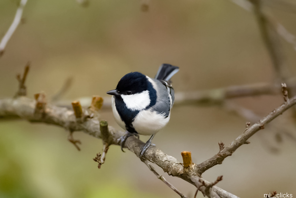 Cinerous tit, Shimla, India, Canone 90d, canone 400o16