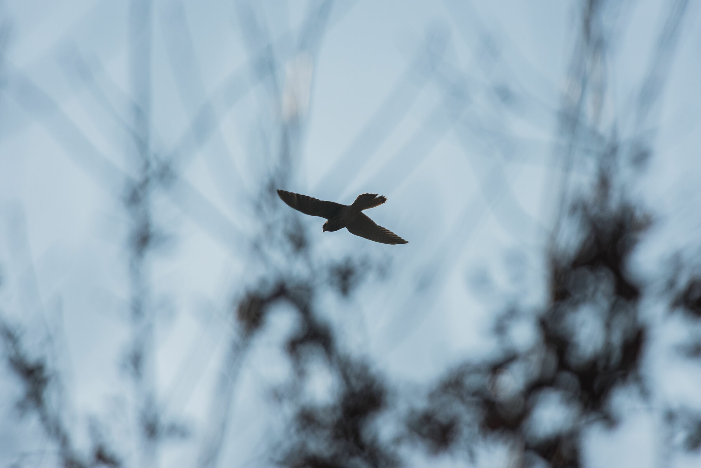 In volo