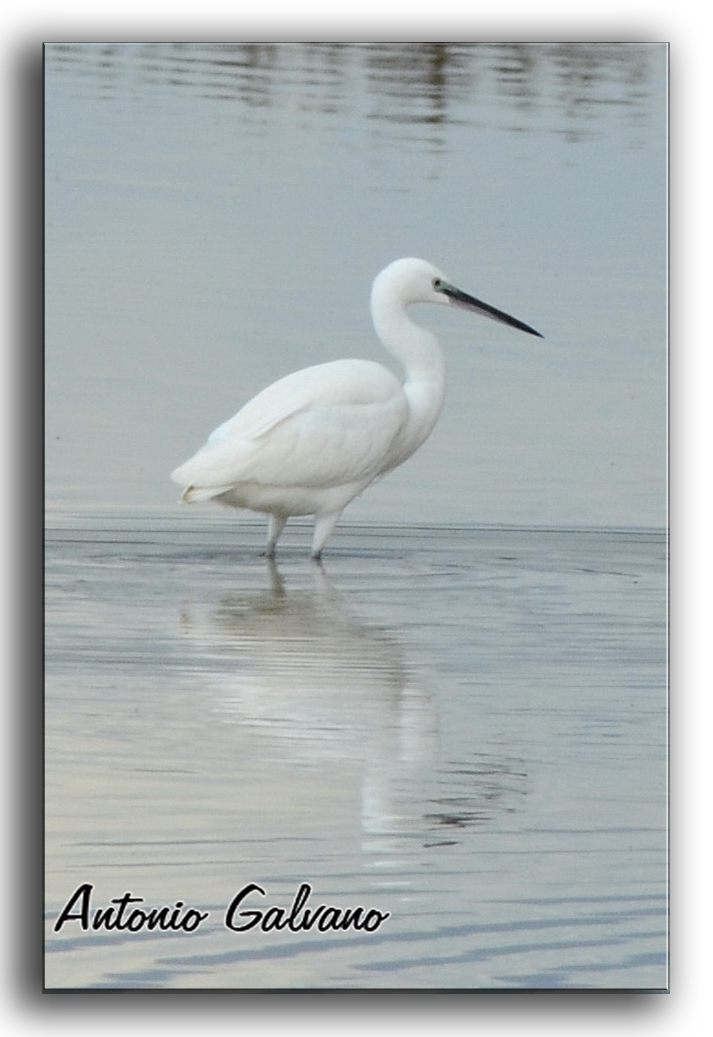 Little Egret Egretta