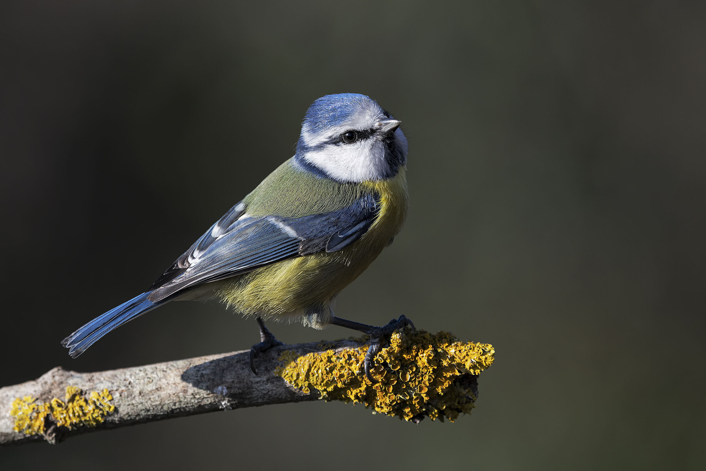 Cinciarella, la solita vanitosa