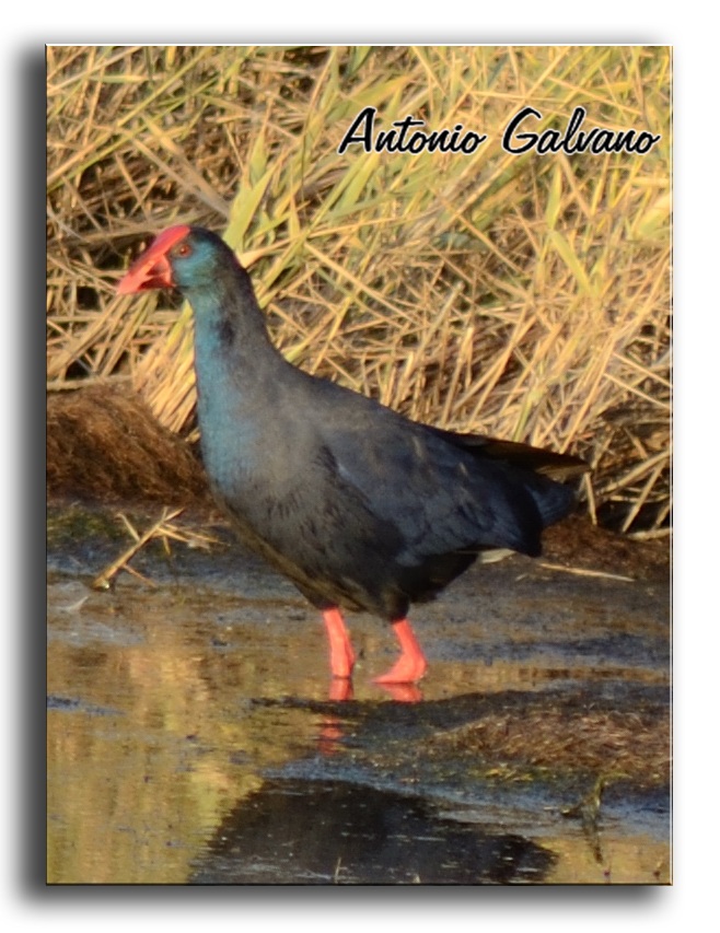 Purple Gallinule