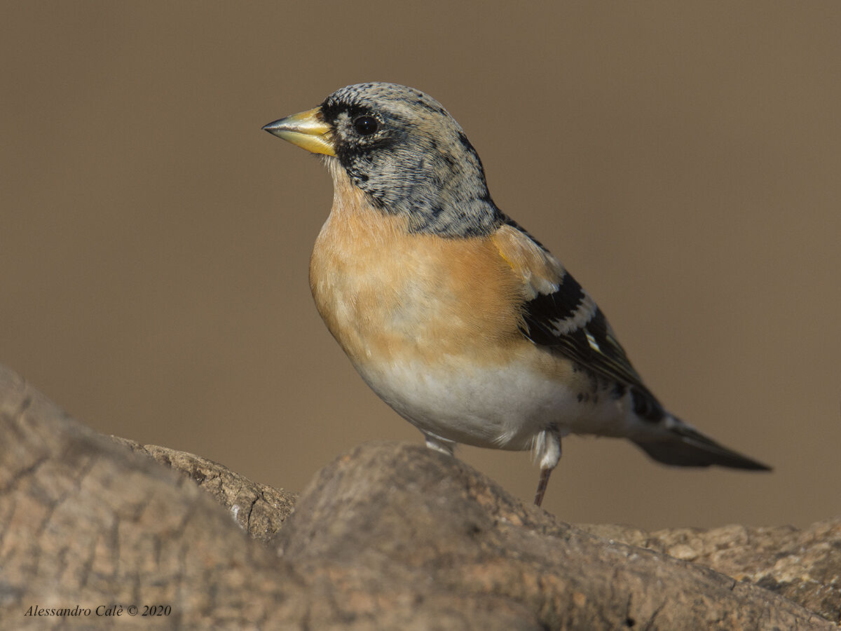 Fringilla montifringilla (Peppola) M 4960