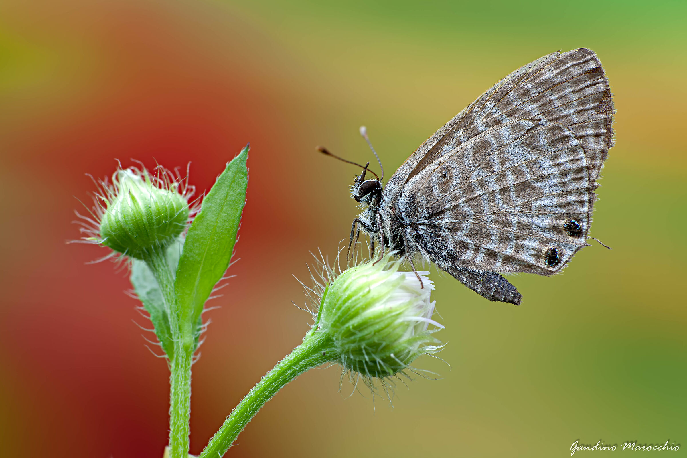 Leptotes Pirithous